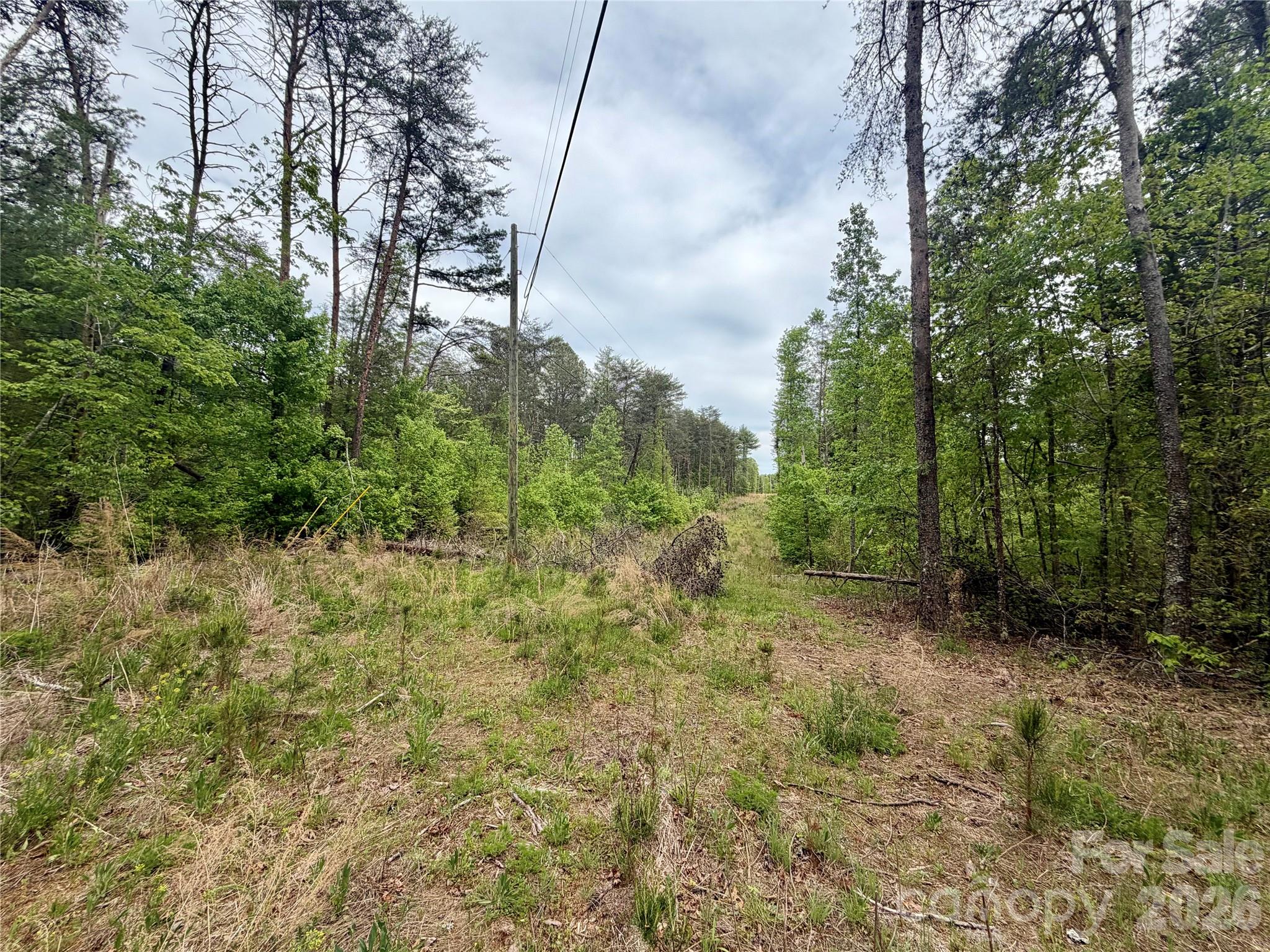 0 Polk County Line Road Rutherfordton, NC 28139 - Photo 17 of 24 a view of a forest filled with trees in the background