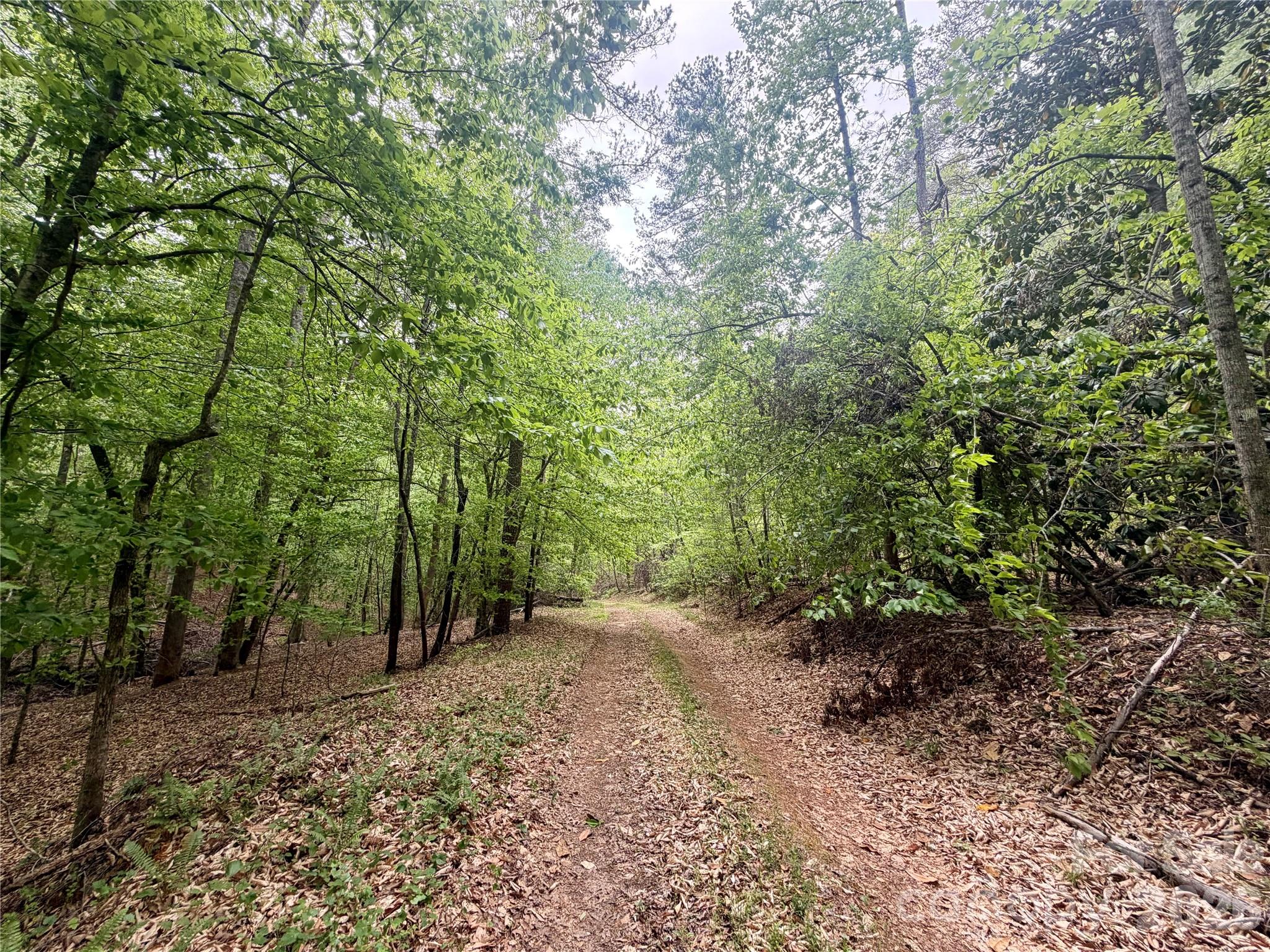 0 Polk County Line Road Rutherfordton, NC 28139 - Photo 2 of 24 a view of a forest with trees in the background