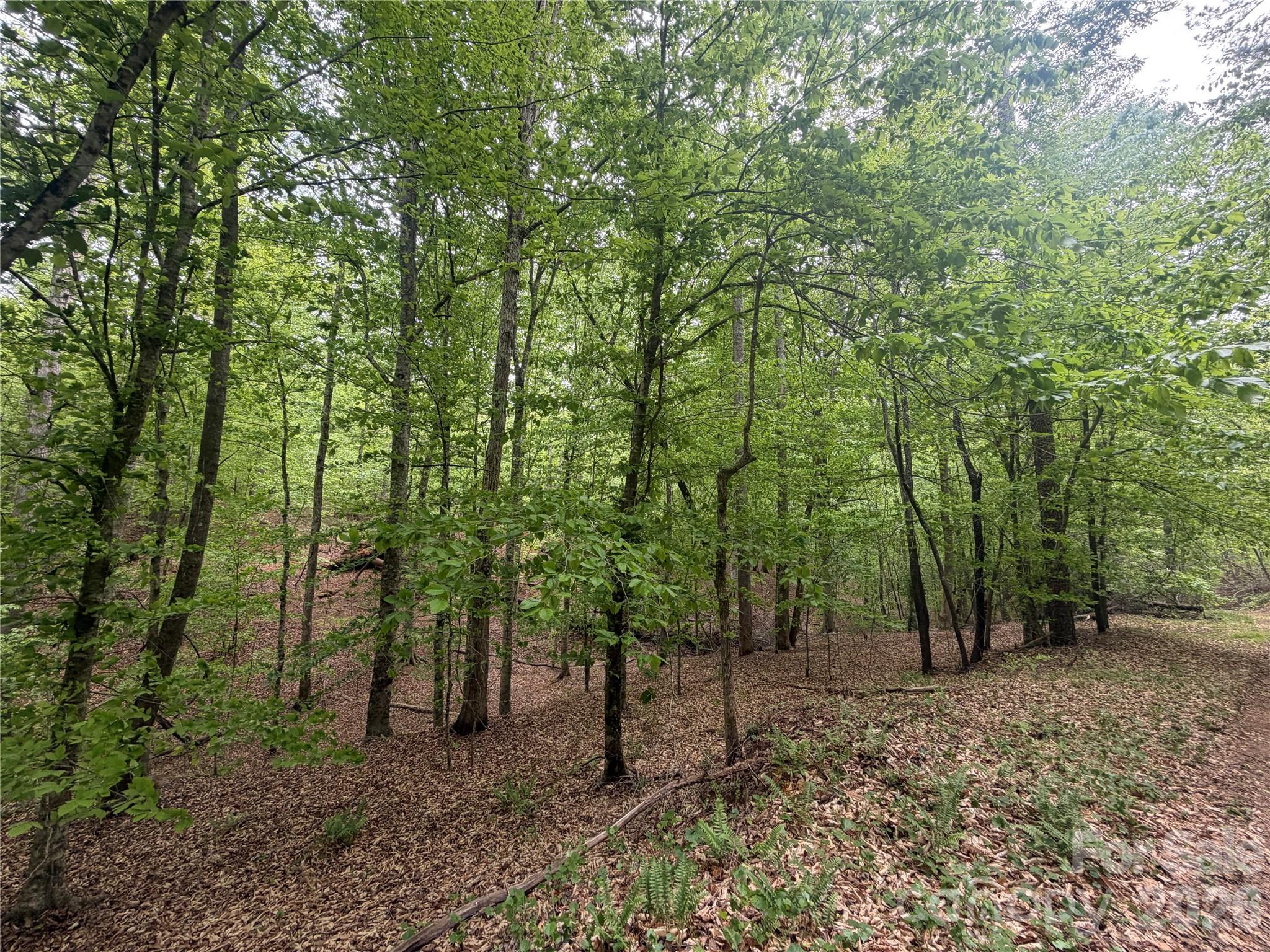 0 Polk County Line Road Rutherfordton, NC 28139 - Photo 21 of 24 a view of a forest with trees in the background