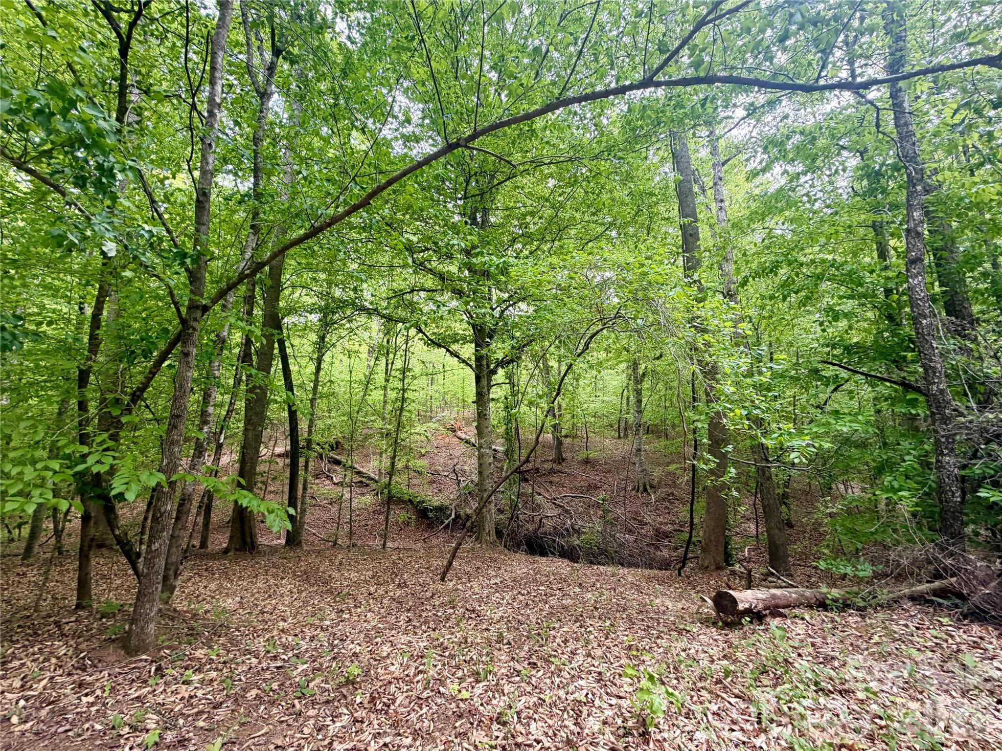 0 Polk County Line Road Rutherfordton, NC 28139 - Photo 22 of 24 a view of a park with a tree
