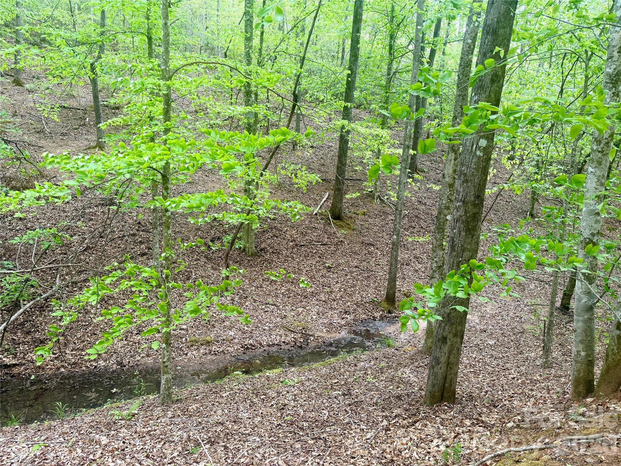 0 Polk County Line Road Rutherfordton, NC 28139 - Photo 3 of 24 a view of a garden with plants and large trees