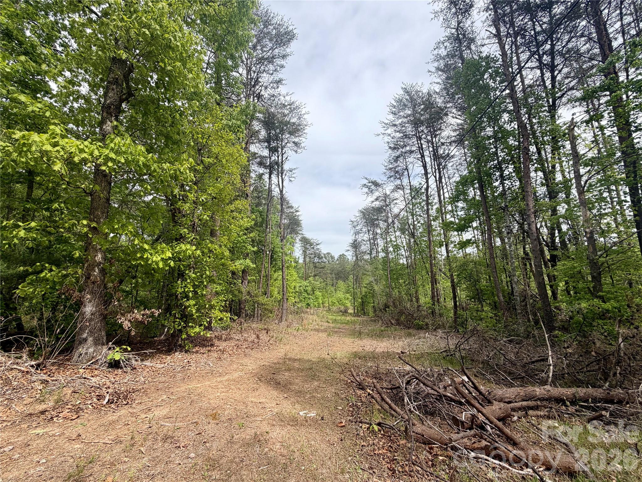 0 Polk County Line Road Rutherfordton, NC 28139 - Photo 6 of 24 a view of a forest filled with trees