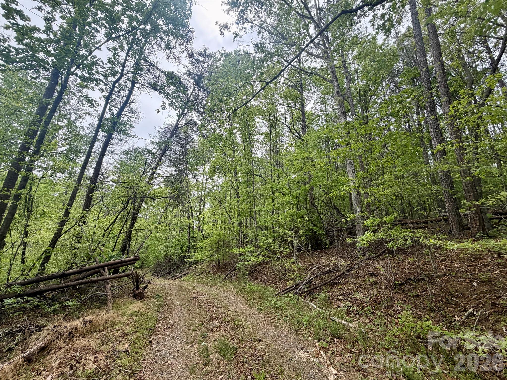0 Polk County Line Road Rutherfordton, NC 28139 - Photo 7 of 24 a view of a forest with trees in the background