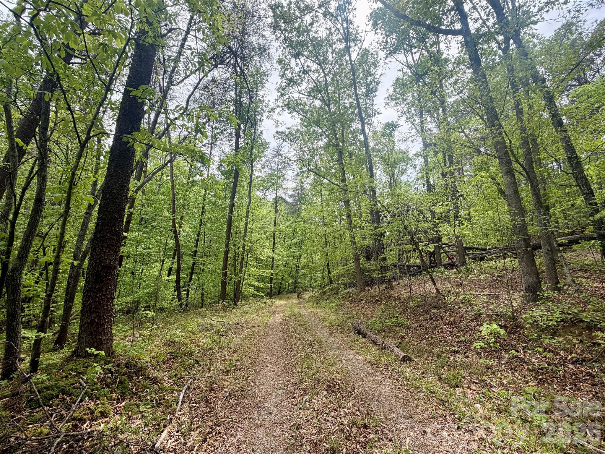 0 Polk County Line Road Rutherfordton, NC 28139 - Photo 8 of 24 a view of outdoor space and trees