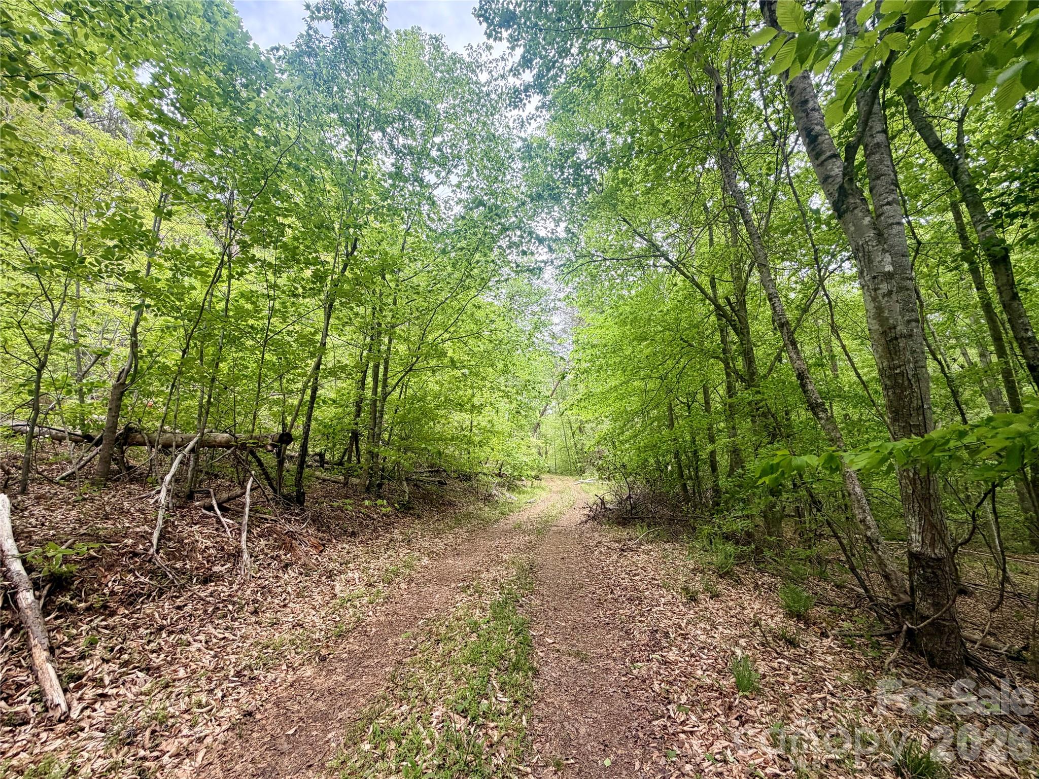 0 Polk County Line Road Rutherfordton, NC 28139 - Photo 9 of 24 a view of a forest that has large trees