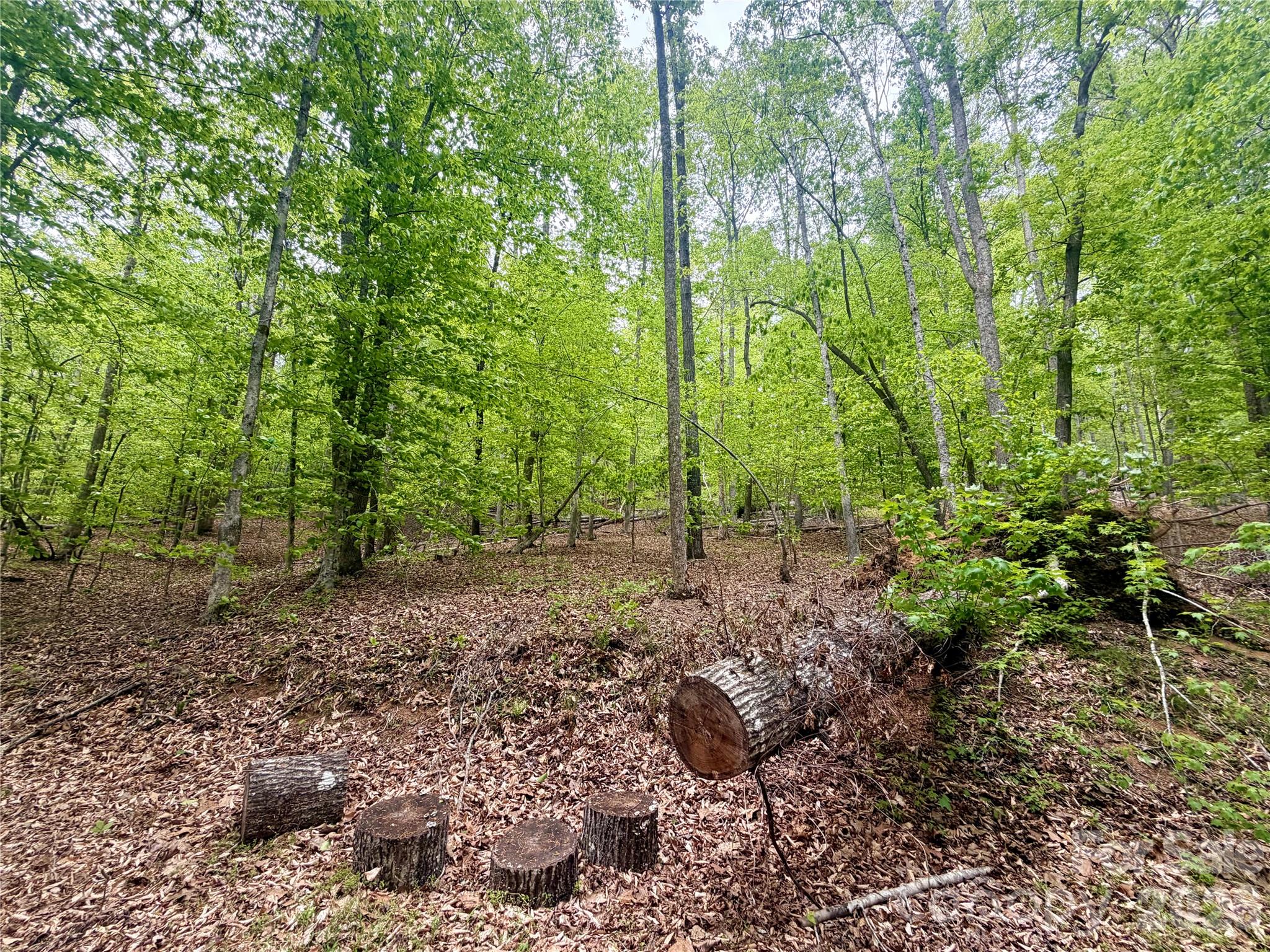 0 Polk County Line Road Rutherfordton, NC 28139 - Photo 10 of 24 a view of a forest filled with trees