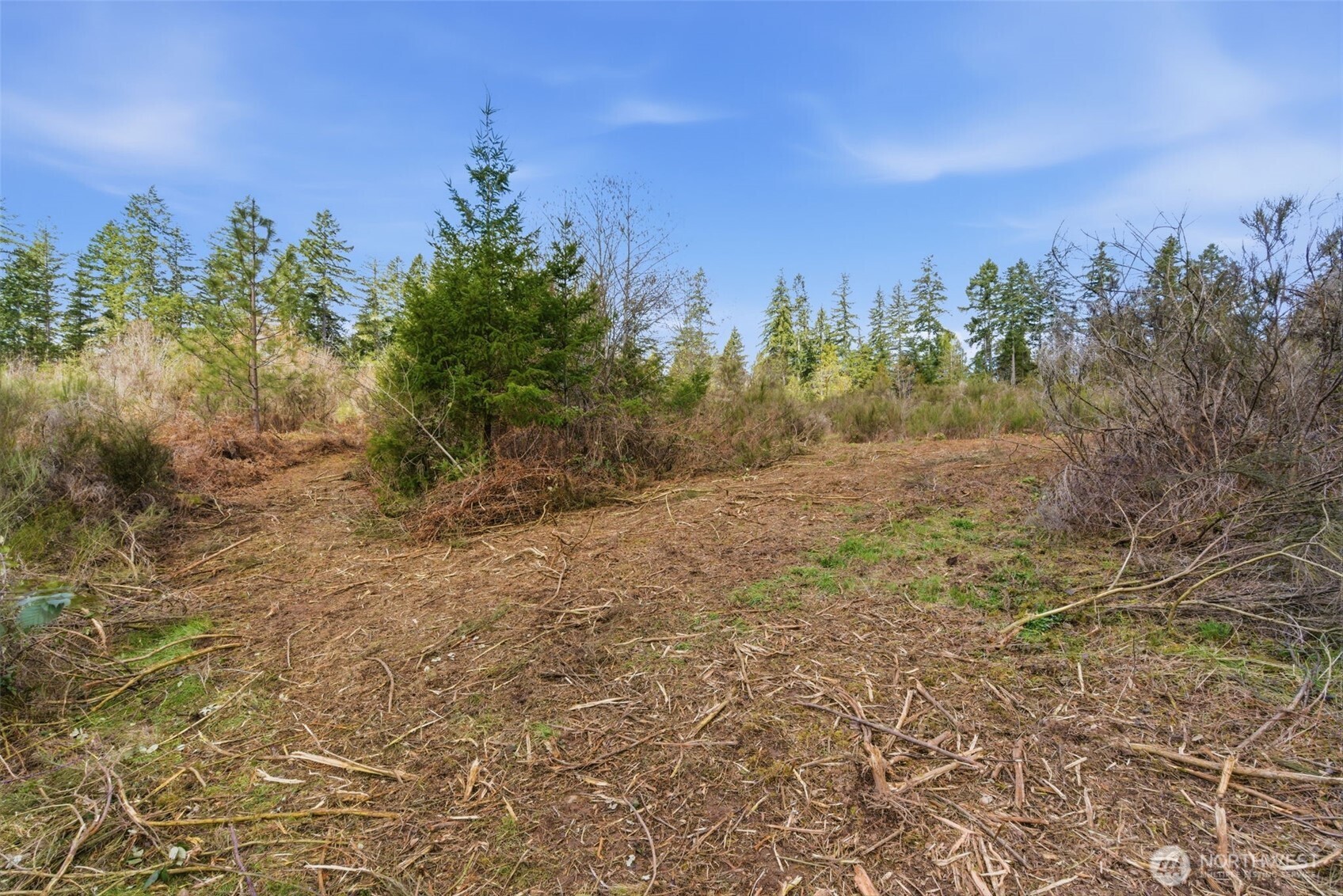 0 East McLane Cv Drive Grapeview, WA 98546 - Photo 11 of 20 a view of a yard with a tree