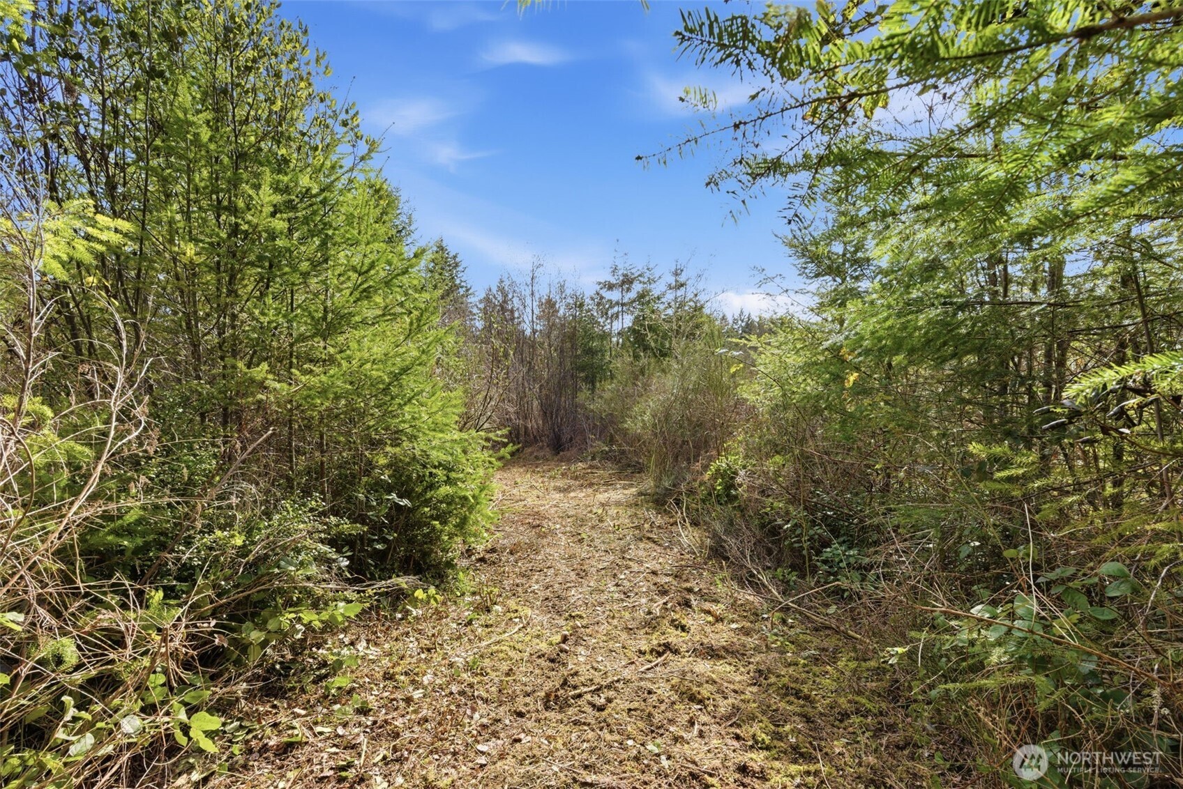0 East McLane Cv Drive Grapeview, WA 98546 - Photo 6 of 20 a view of a yard with plants and trees