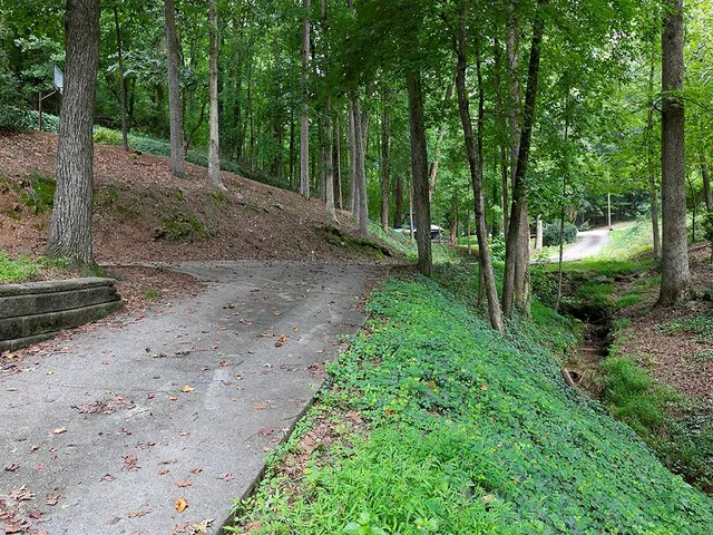 a view of a forest with trees in the background