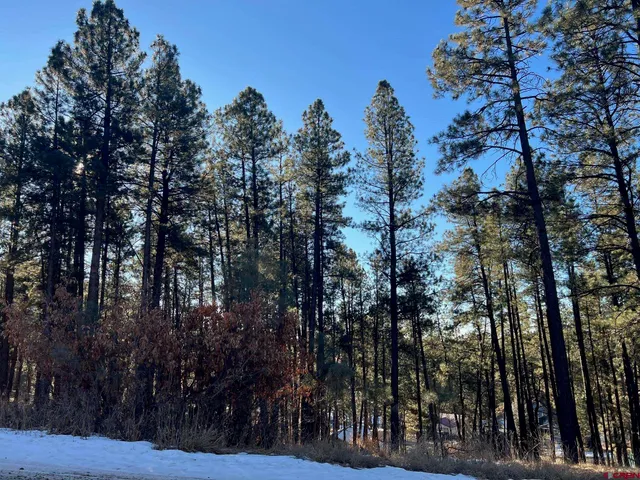 a view of outdoor space with lots of trees