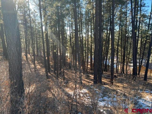 591 Mesa Drive Bayfield, CO 81122 - Photo 10 of 14 a view of outdoor space with lots of trees