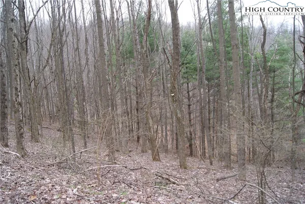 $30,300 | Lot 61 Forest Hill Drive, Sparta, NC 28675