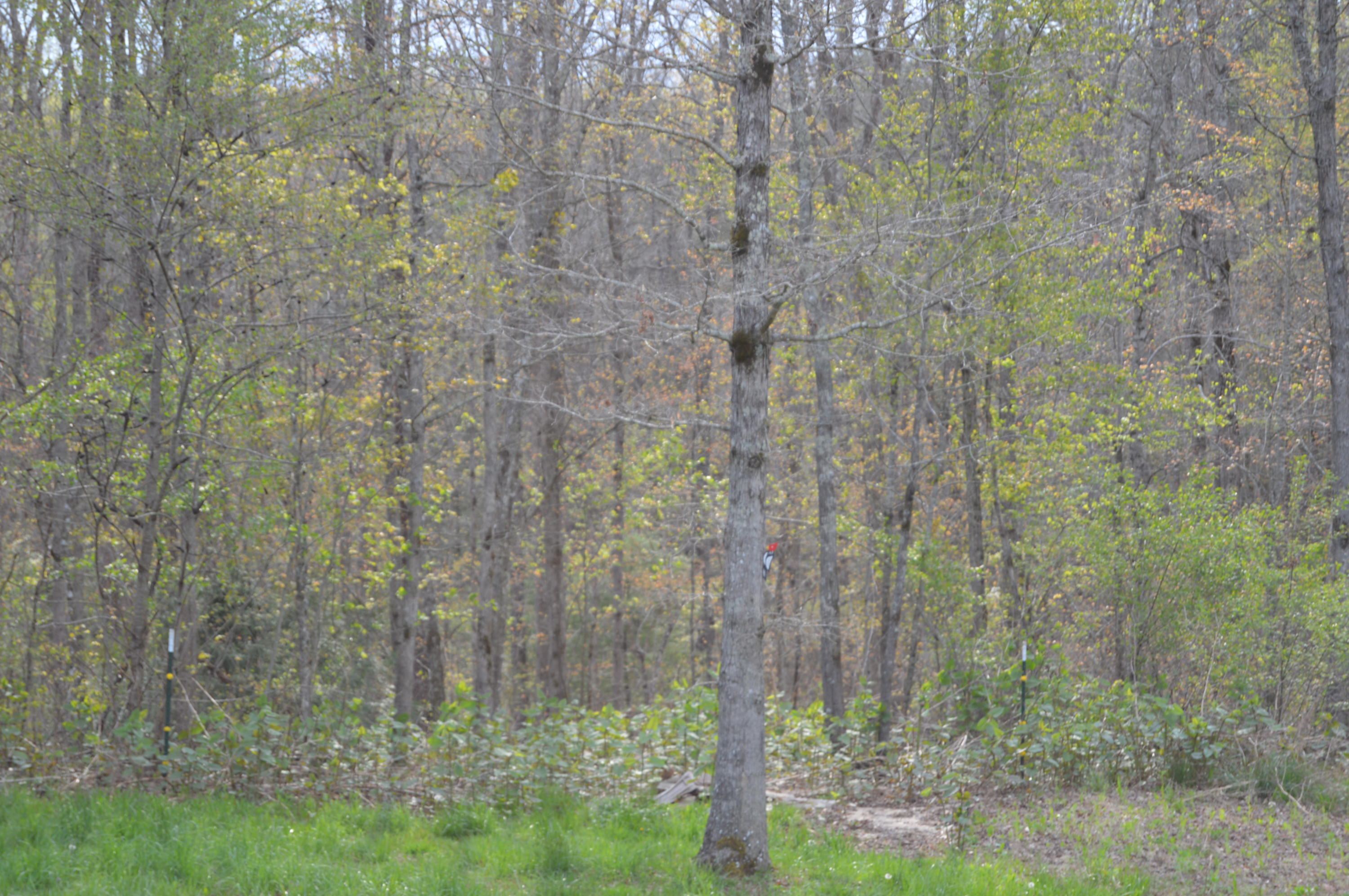 1369 Old Bean Shed Road Clarkrange, TN 38553 - Photo 25 of 26 DSC_0137