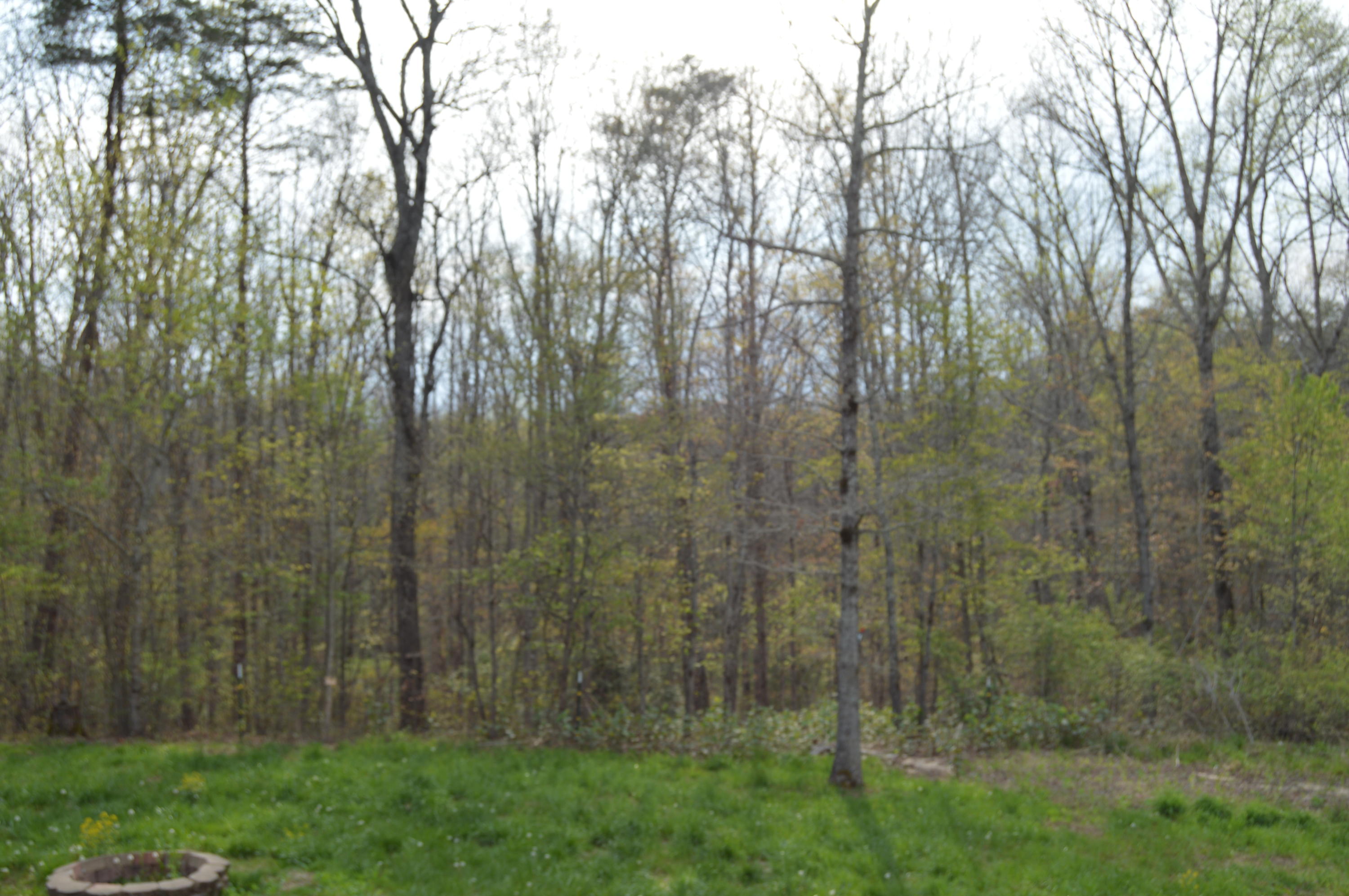 1369 Old Bean Shed Road Clarkrange, TN 38553 - Photo 26 of 26 DSC_0136