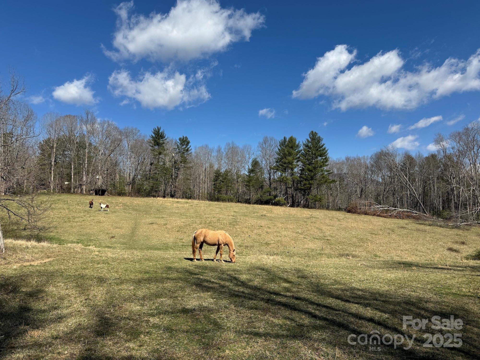 Tbd Lytle Road Fletcher, NC 28732 - Photo 3 of 39 a view of a yard