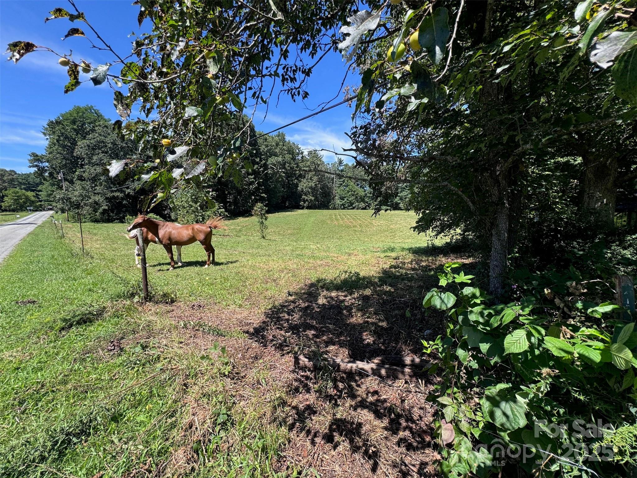 Tbd Lytle Road Fletcher, NC 28732 - Photo 5 of 39 a view of a tree in a yard