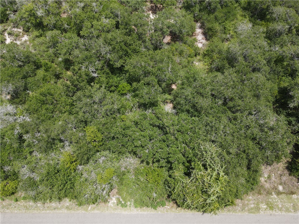 1738 Morgan Lane Ingleside, TX 78362 - Photo 3 of 7 a view of a large yard with lots of green bushes