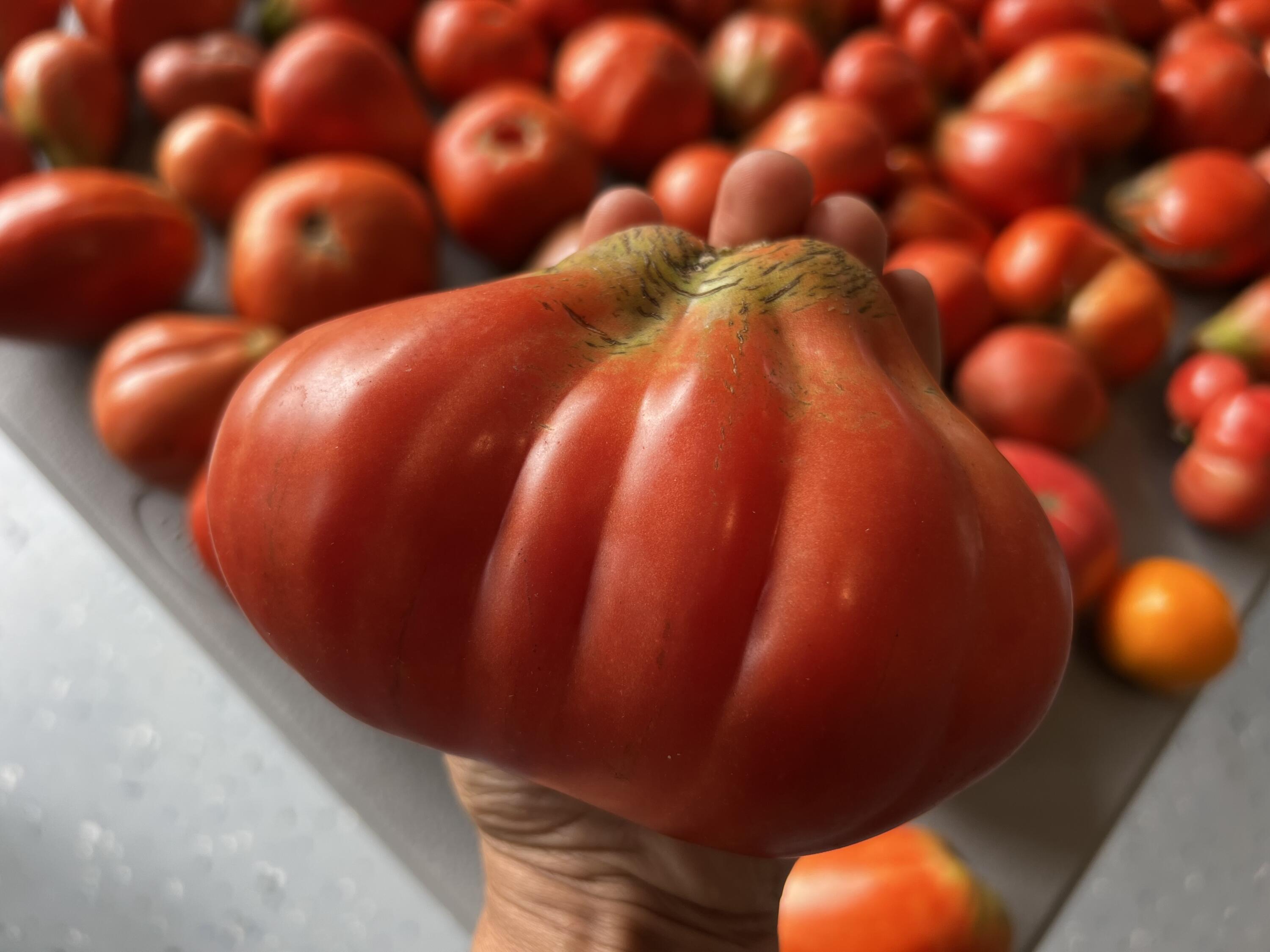 2844 Fairview Church Road Huddleston, VA 24104 - Photo 45 of 76 IMG_4168