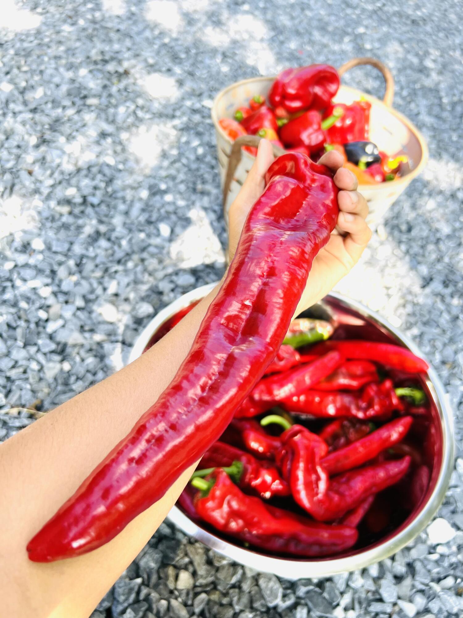 2844 Fairview Church Road Huddleston, VA 24104 - Photo 53 of 76 IMG_6270