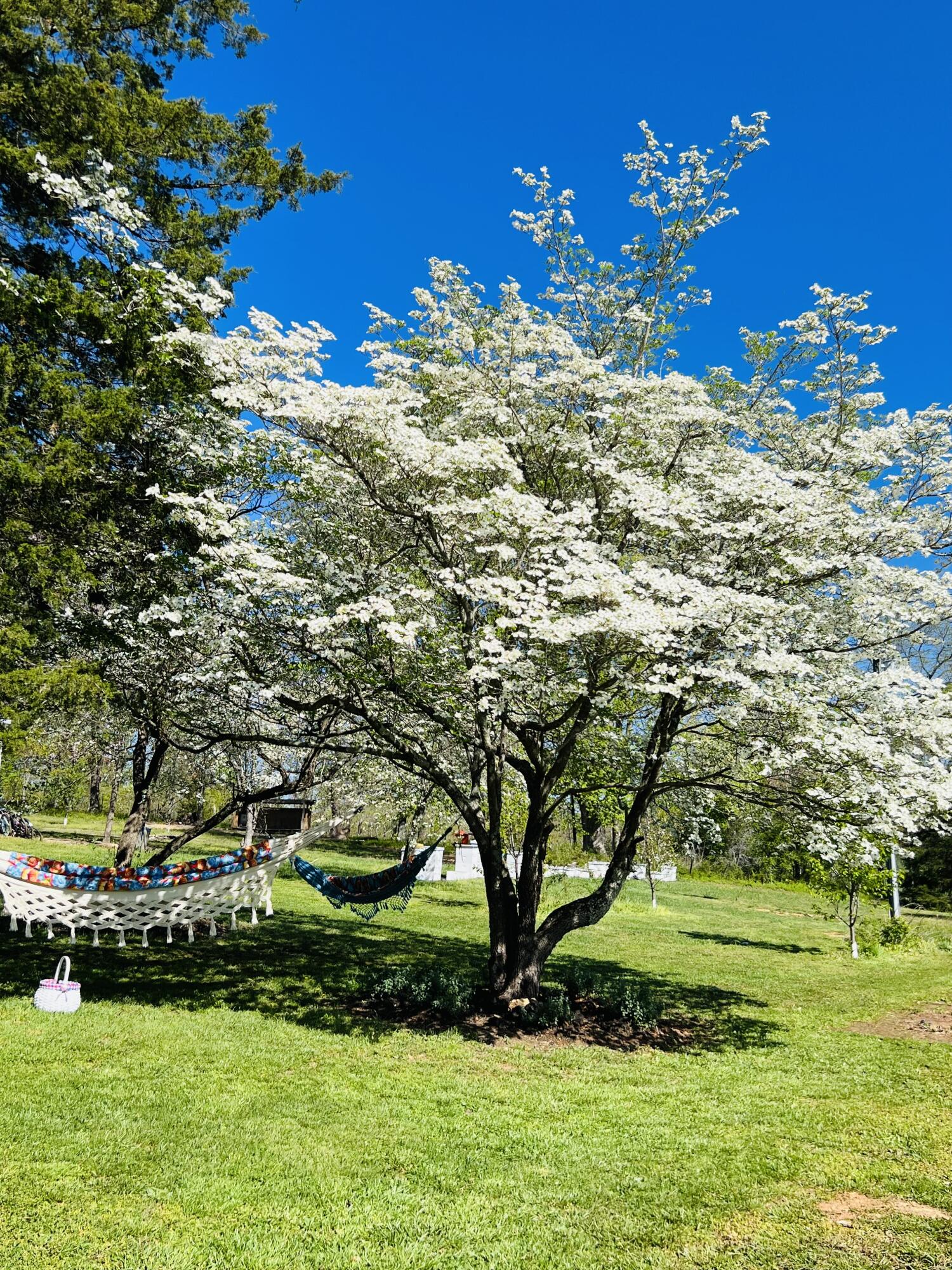 2844 Fairview Church Road Huddleston, VA 24104 - Photo 57 of 76 IMG_6823