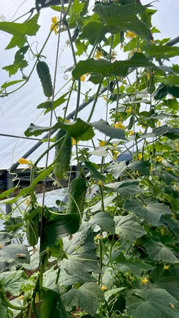 $2,895,000 | 2844 Fairview Church Road, Huddleston, VA 24104