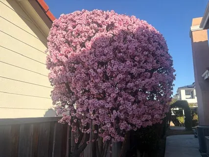 $5,188,888 | 21031 Hazelbrook Drive, Cupertino, CA 95014