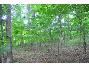 Lot 1 Happy Valley Road Limestone, TN 37681 - Photo 6 of 7 Large Trees Beautiful Woods