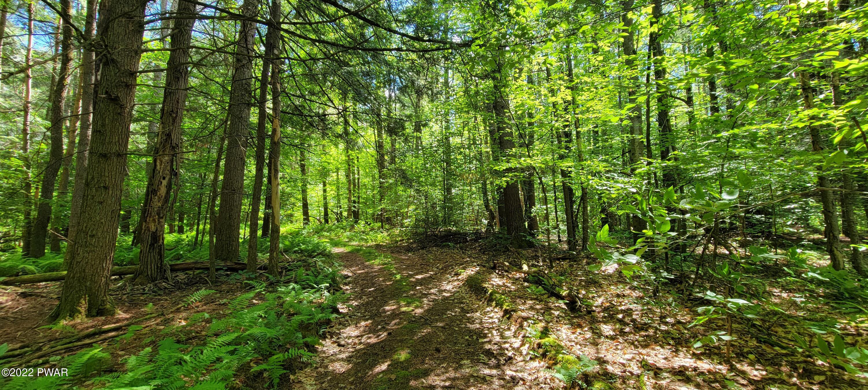 Lot 3.2 Buff Road Cochecton, NY 12726 - Photo 11 of 16 20220628_152507