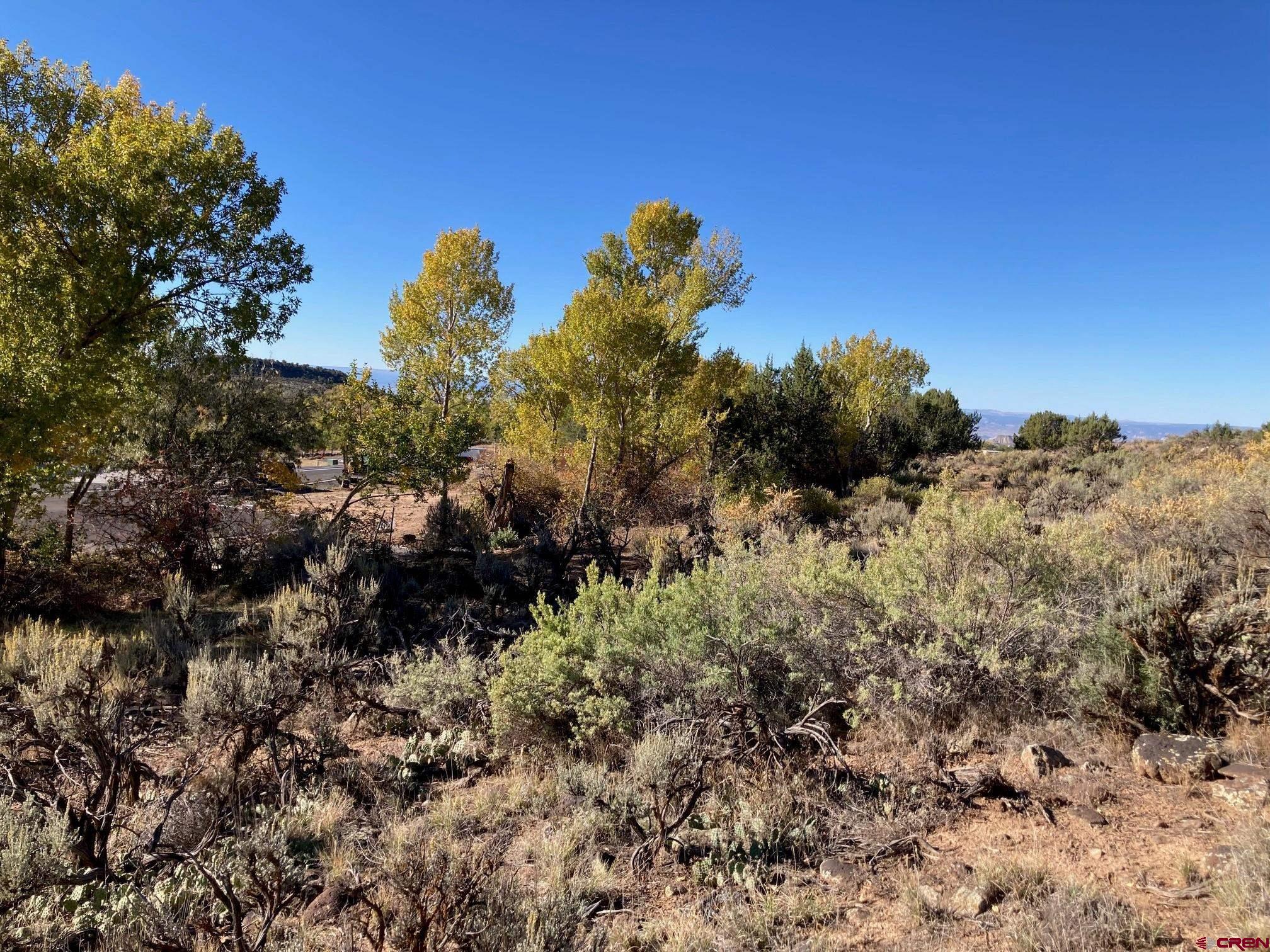 1590 Southeast 3rd Street Cedaredge, CO 81413 - Photo 11 of 26 a view of a bunch of trees and bushes