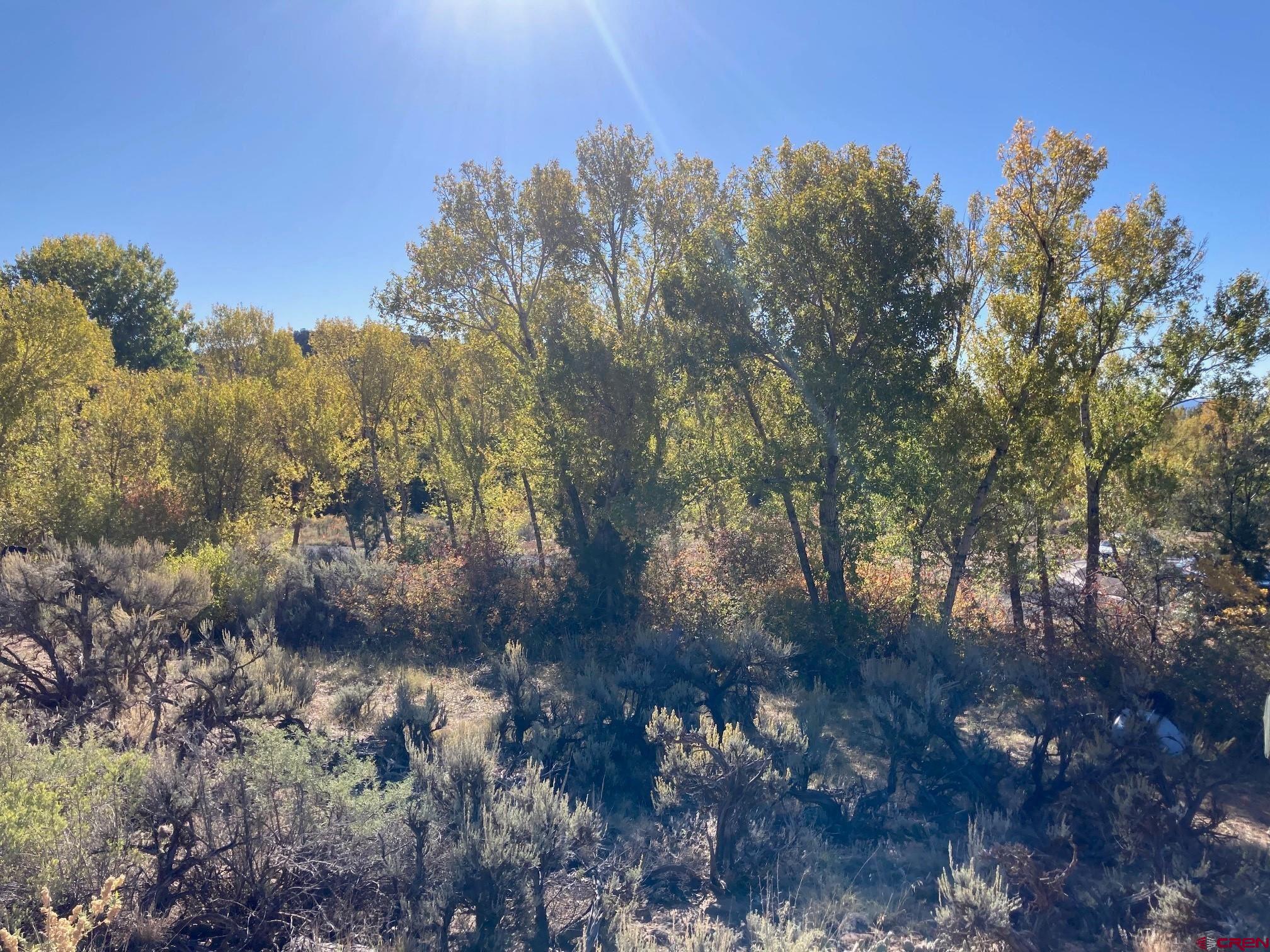 1590 Southeast 3rd Street Cedaredge, CO 81413 - Photo 18 of 26 a view of a forest with lots of trees