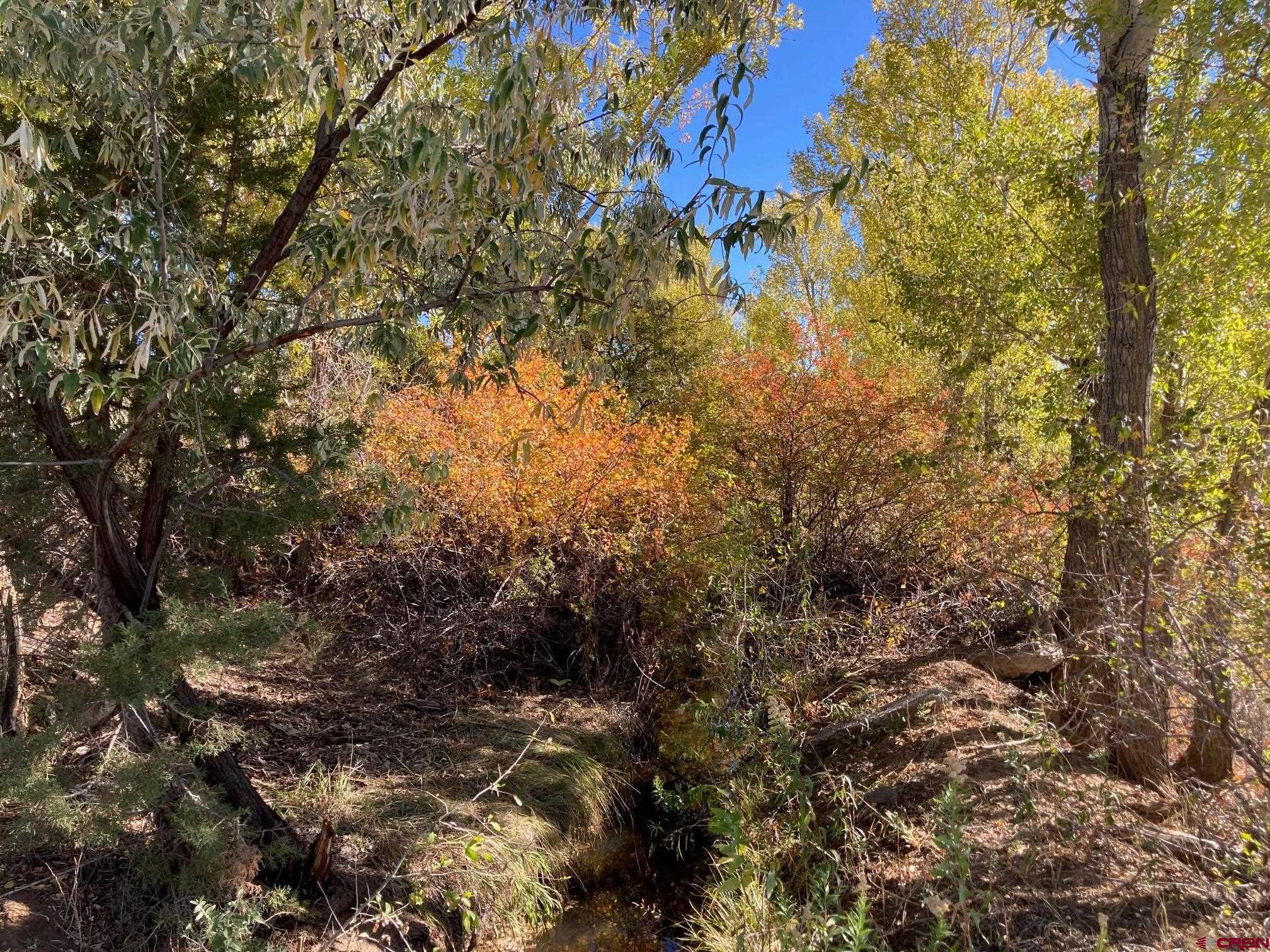 1590 Southeast 3rd Street Cedaredge, CO 81413 - Photo 19 of 26 a view of a tree