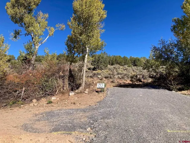 a view of a forest with trees