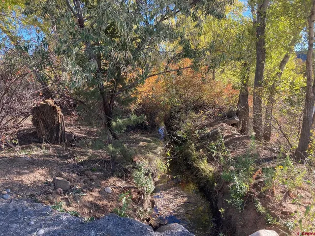 a view of a tree in a yard