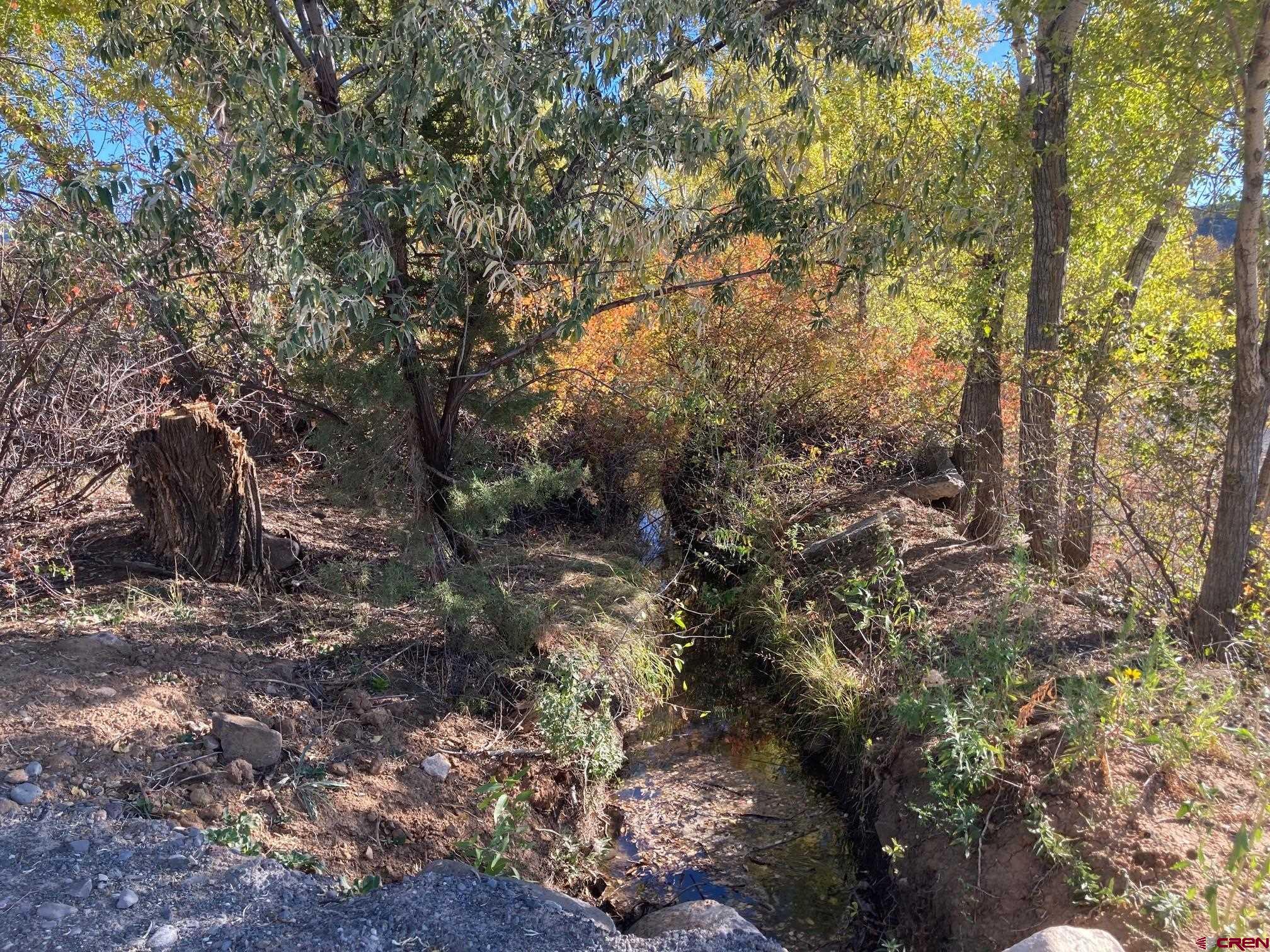 1590 Southeast 3rd Street Cedaredge, CO 81413 - Photo 4 of 26 a view of a forest with trees