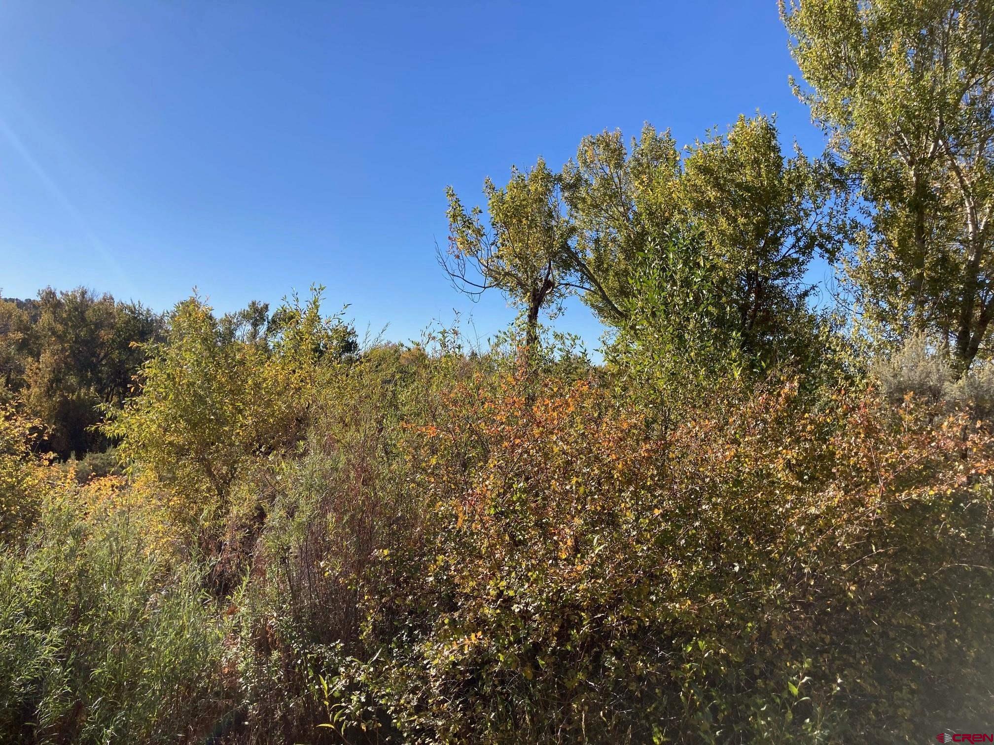 1590 Southeast 3rd Street Cedaredge, CO 81413 - Photo 5 of 26 a view of a tree in a yard