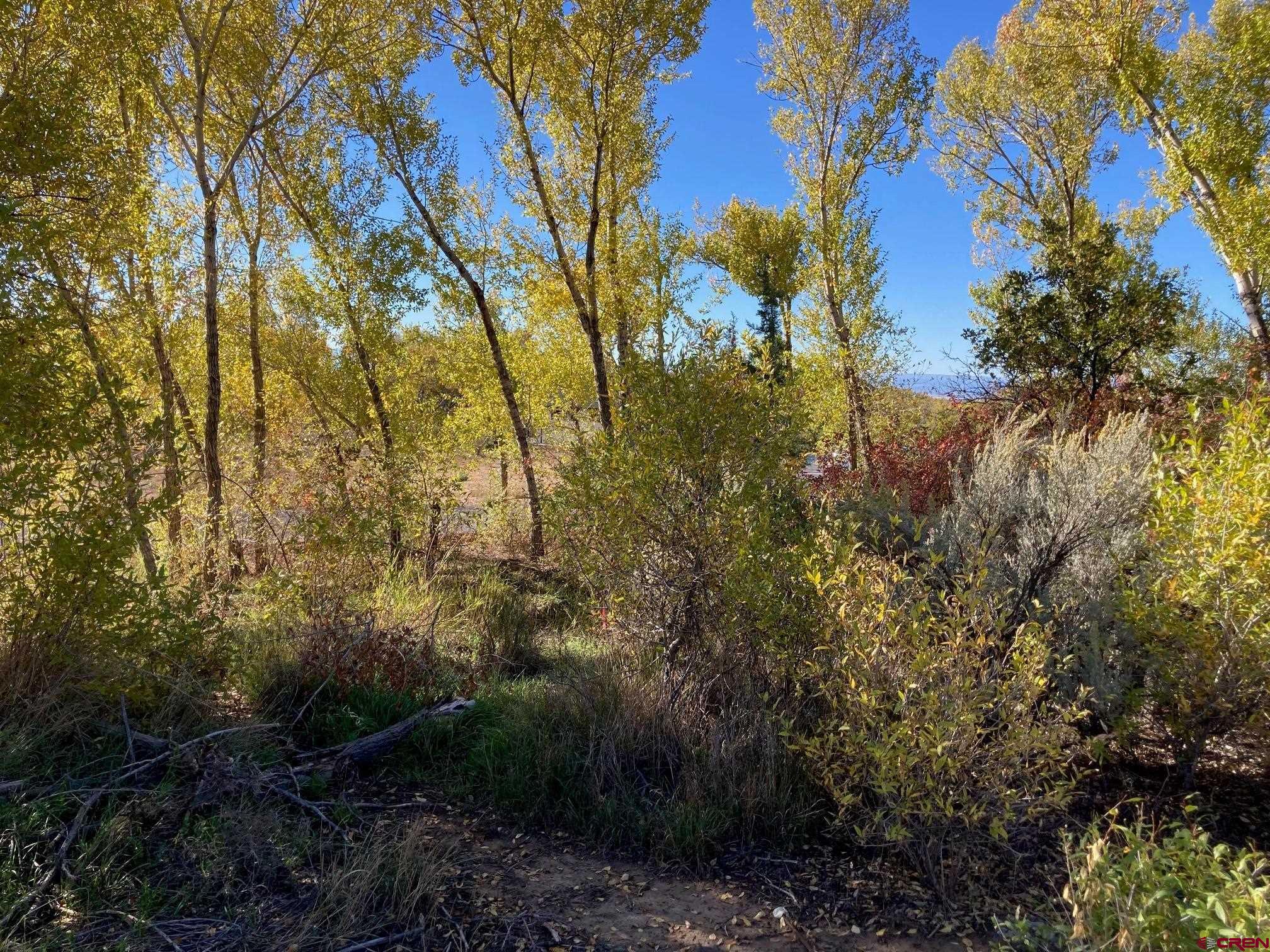 1590 Southeast 3rd Street Cedaredge, CO 81413 - Photo 9 of 26 a view of forest