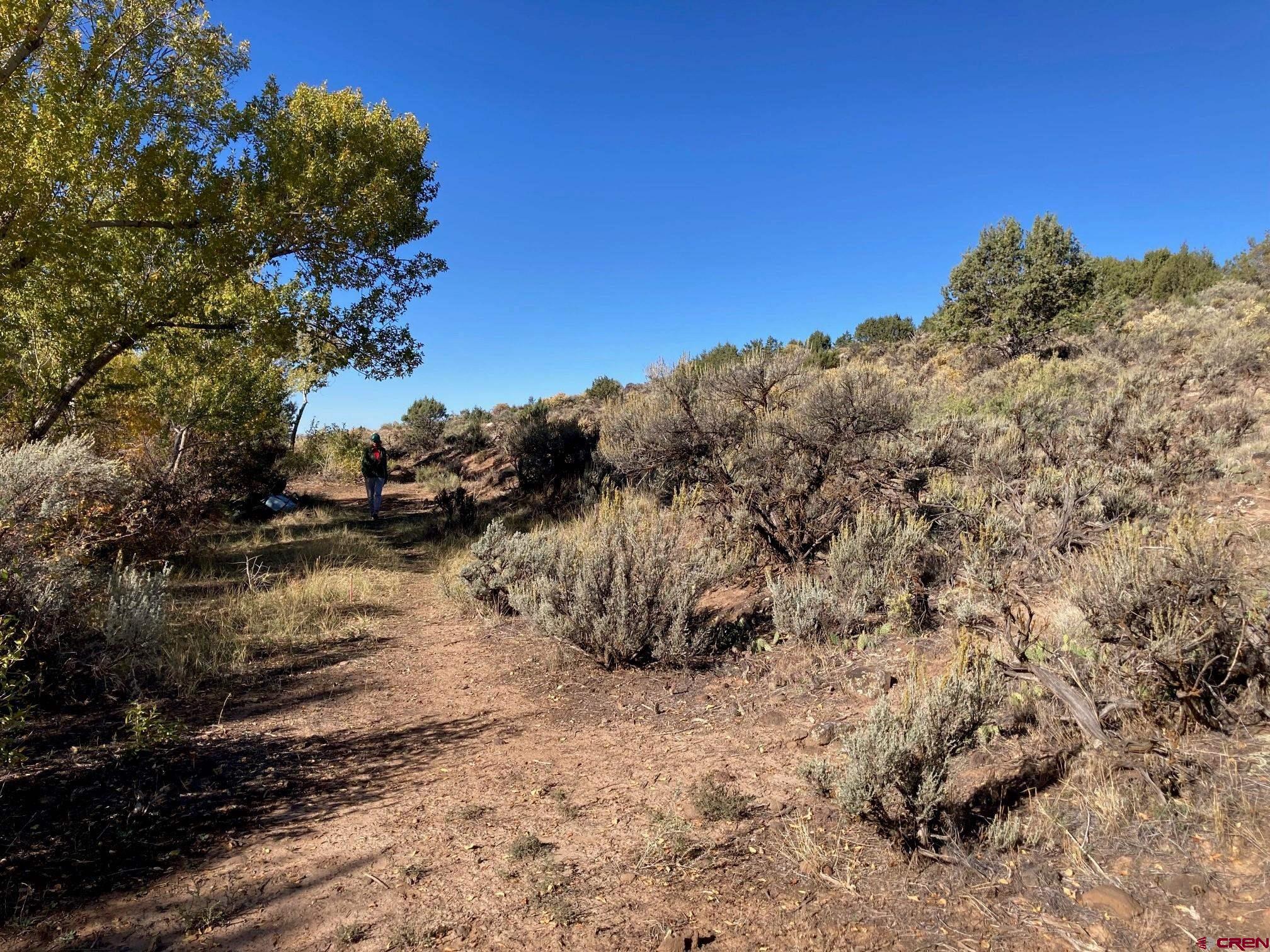 1590 Southeast 3rd Street Cedaredge, CO 81413 - Photo 10 of 26 a view of a yard with a tree