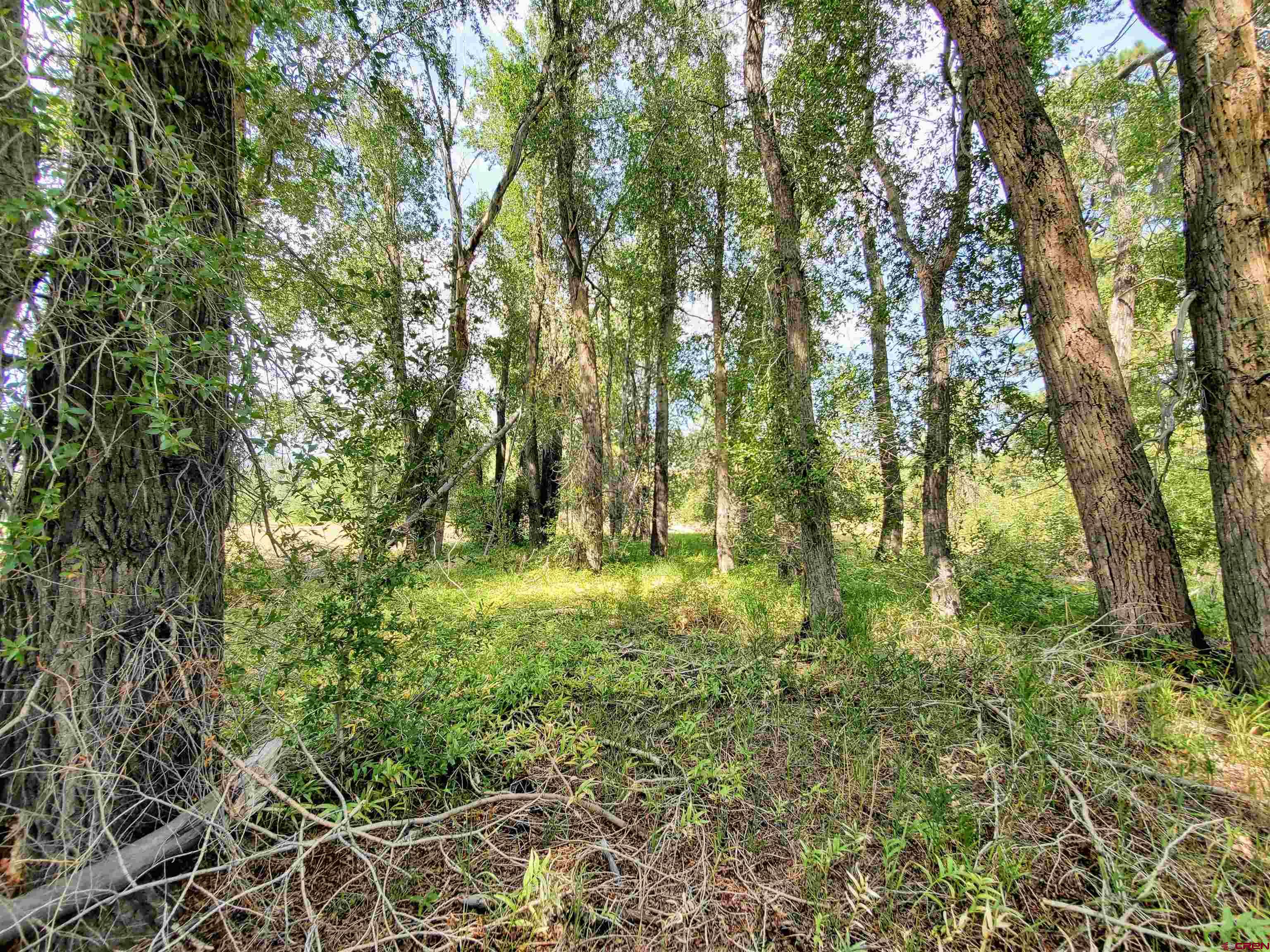 20 East Riverside Court South Fork, CO 81154 - Photo 15 of 20 a view of outdoor space and trees
