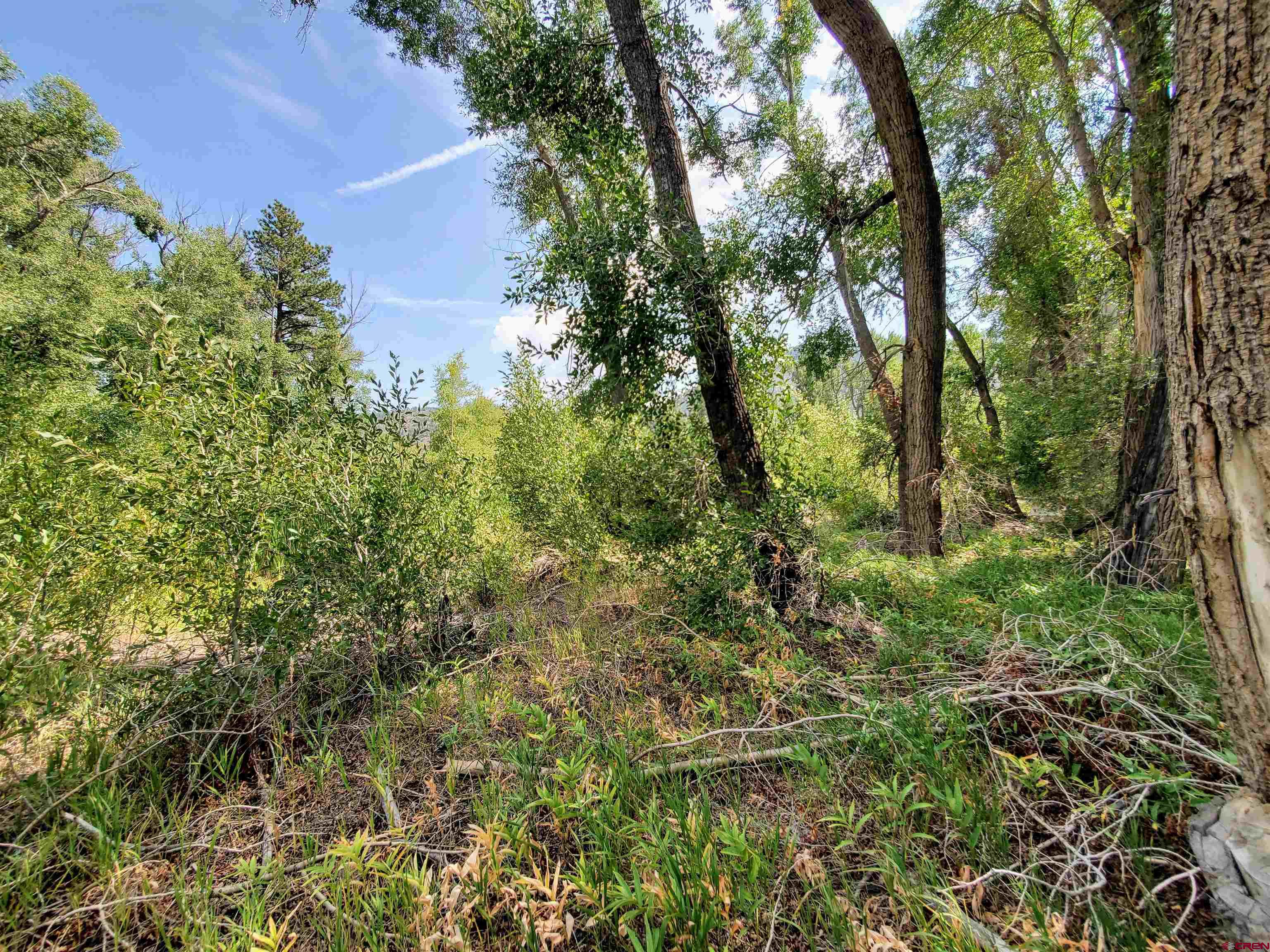 20 East Riverside Court South Fork, CO 81154 - Photo 16 of 20 a view of a lush green forest