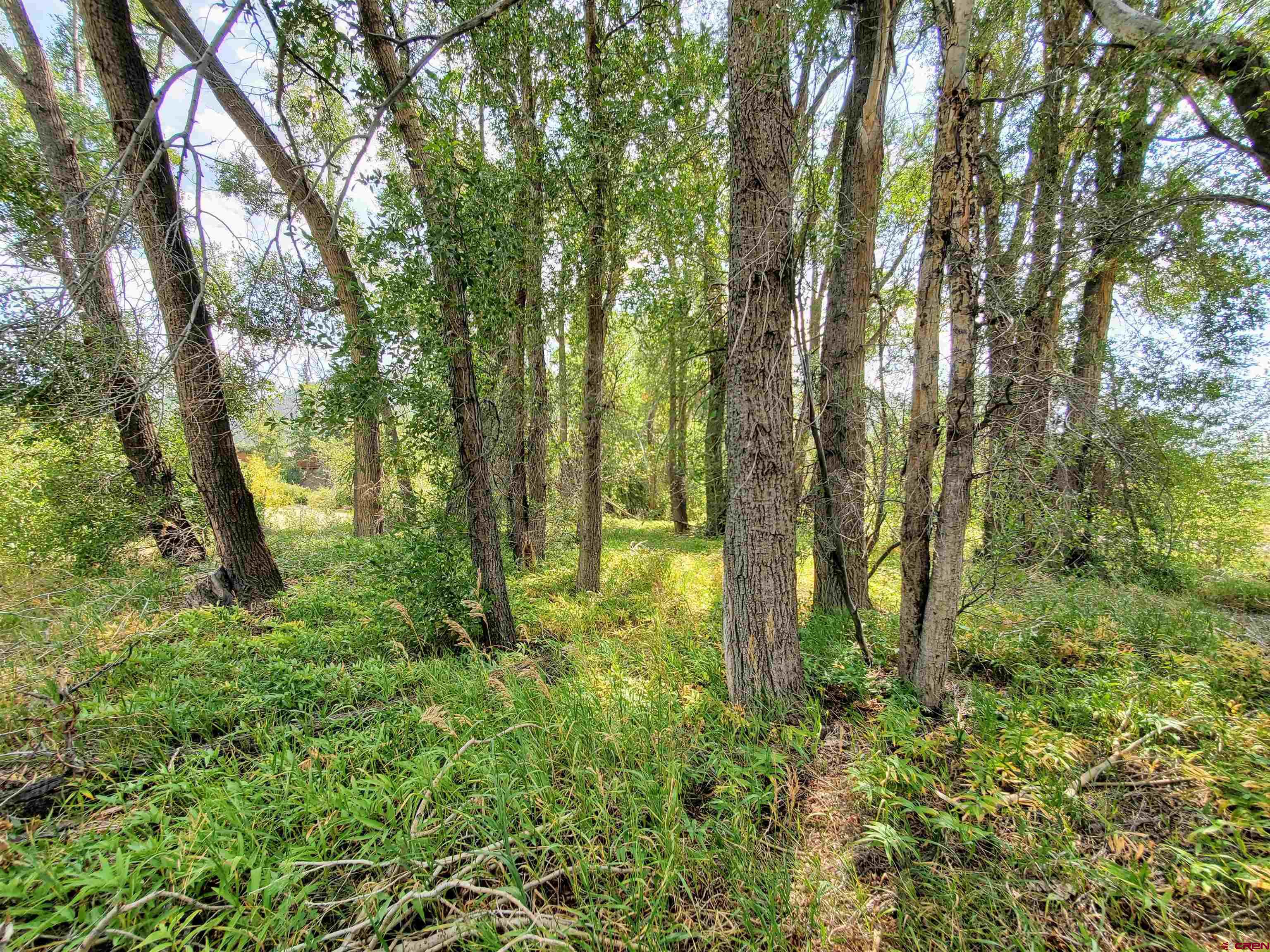 20 East Riverside Court South Fork, CO 81154 - Photo 17 of 20 a view of outdoor space and trees