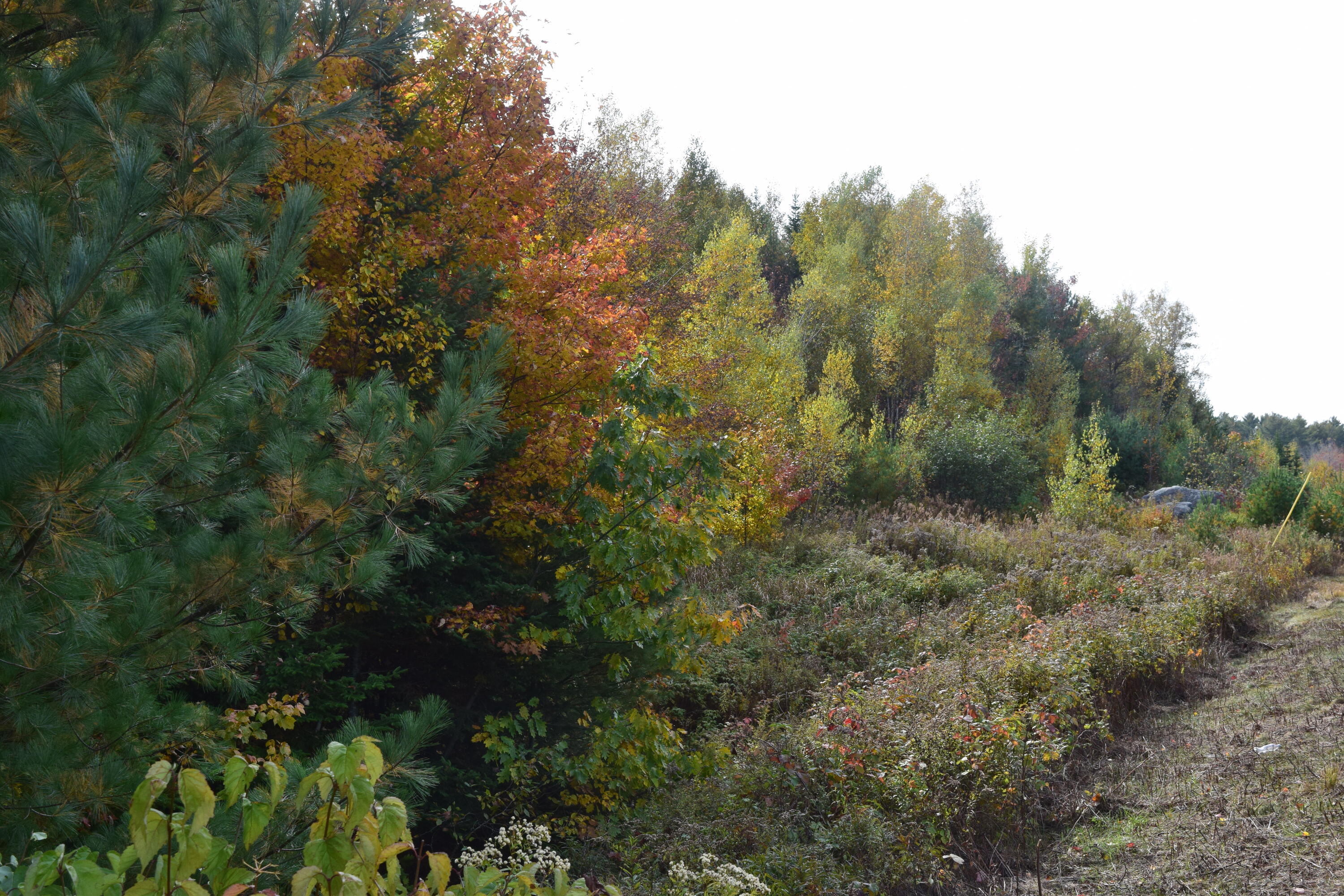 Lot 11 Surry Ridge Surry, ME 04684 - Photo 3 of 14 DSC_0528
