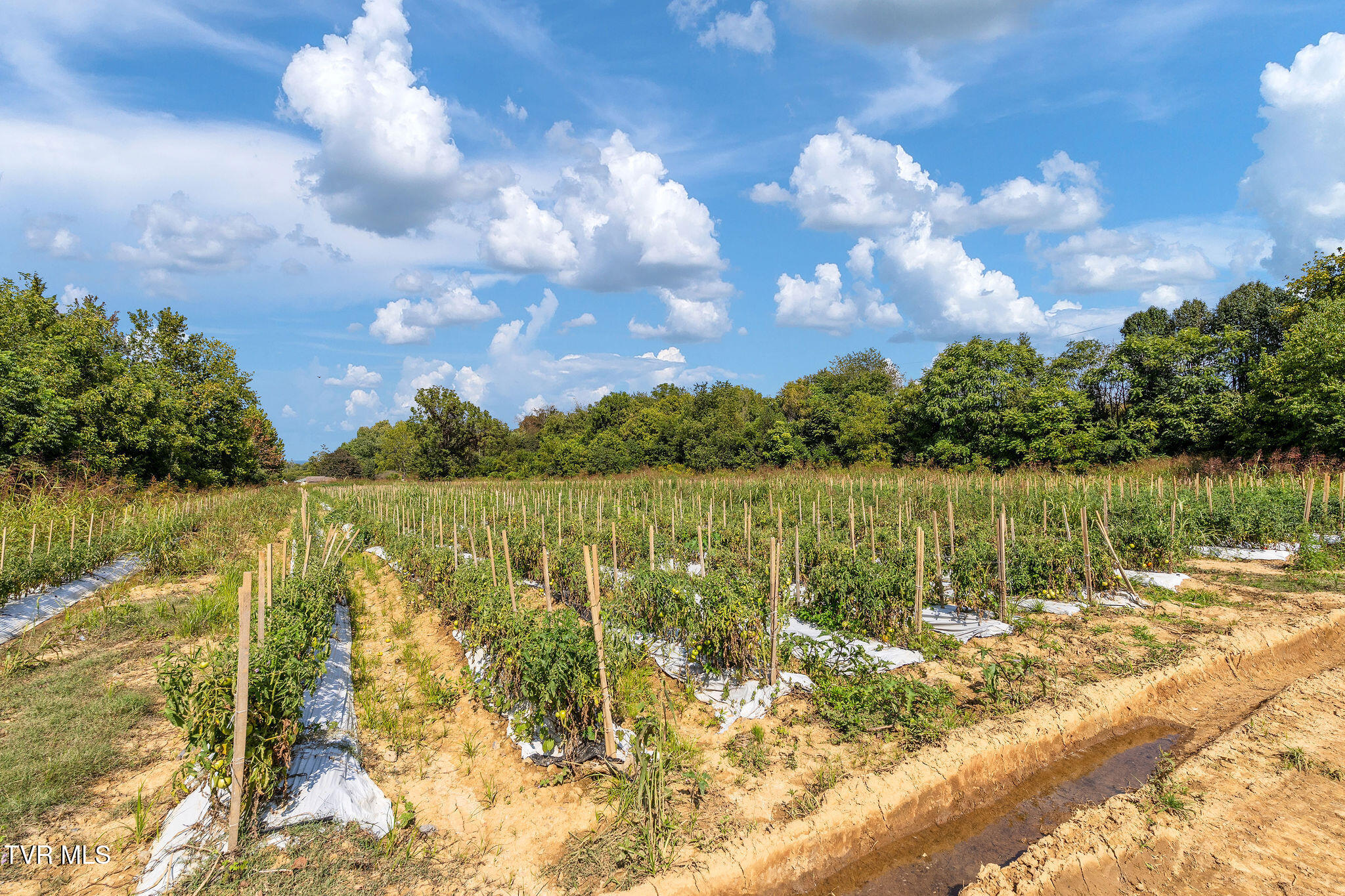 370 Roy Martin Road Johnson City, TN 37615 - Photo 20 of 25 DSC09395