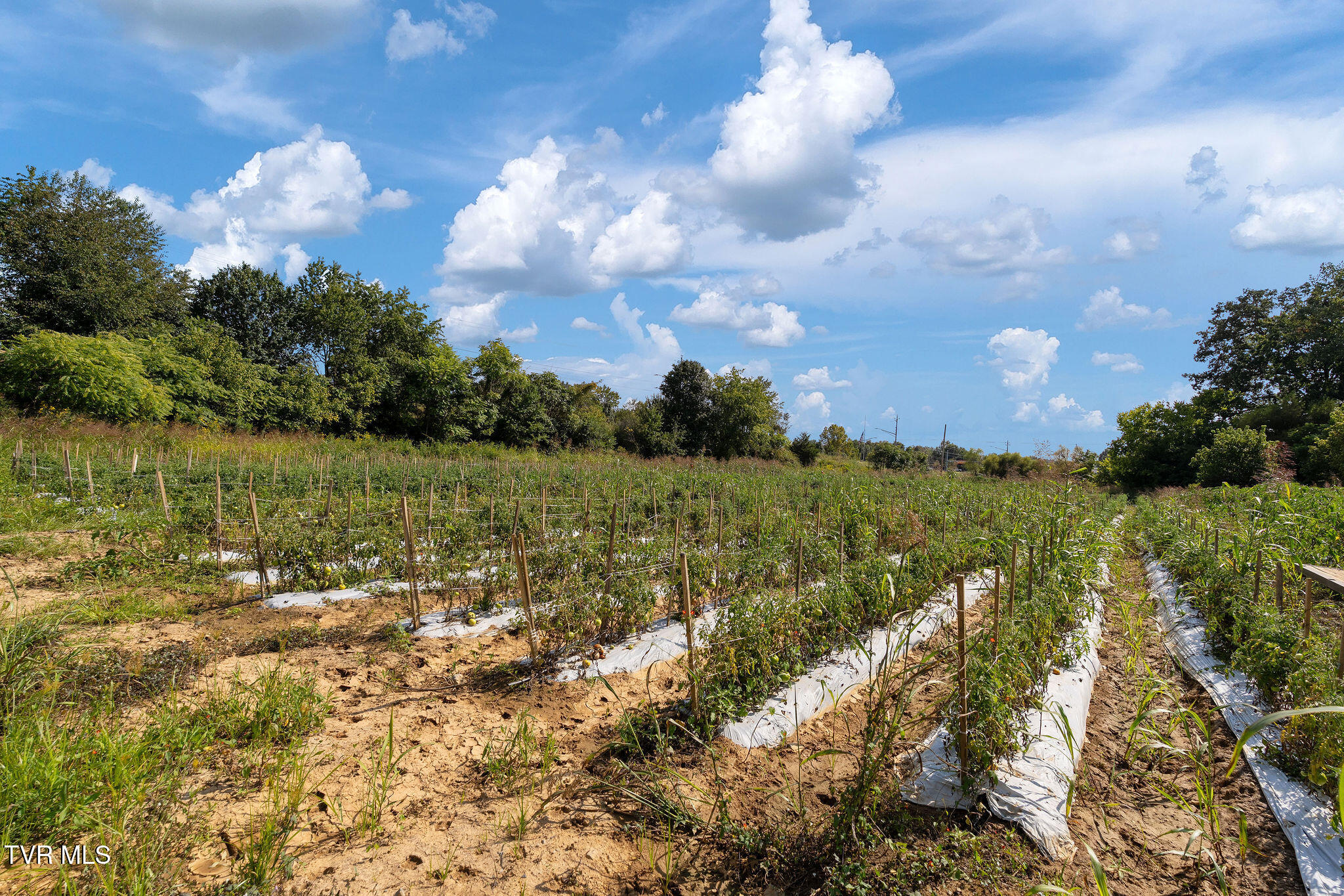 370 Roy Martin Road Johnson City, TN 37615 - Photo 21 of 25 DSC09396