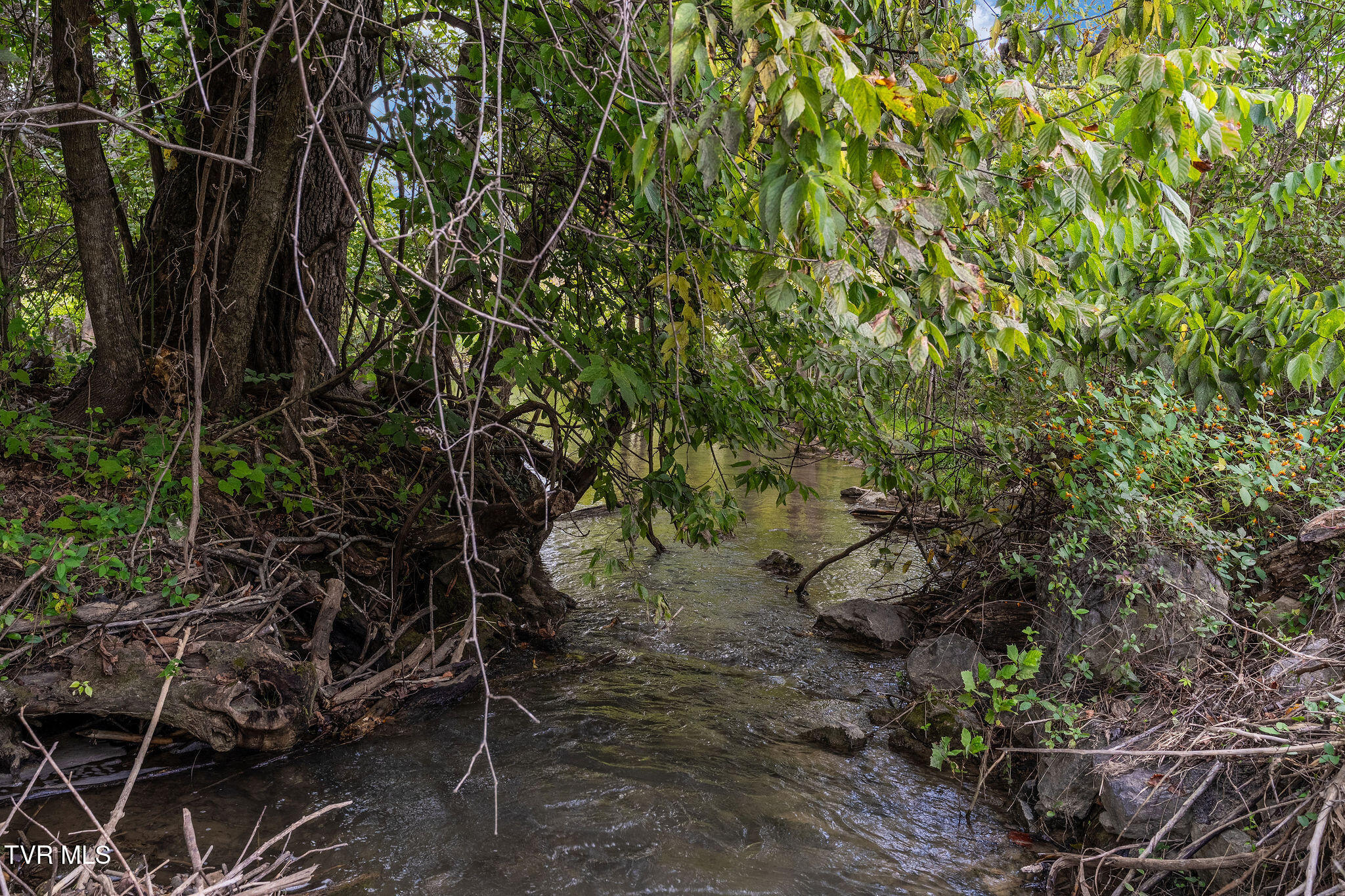 370 Roy Martin Road Johnson City, TN 37615 - Photo 24 of 25 DSC09399