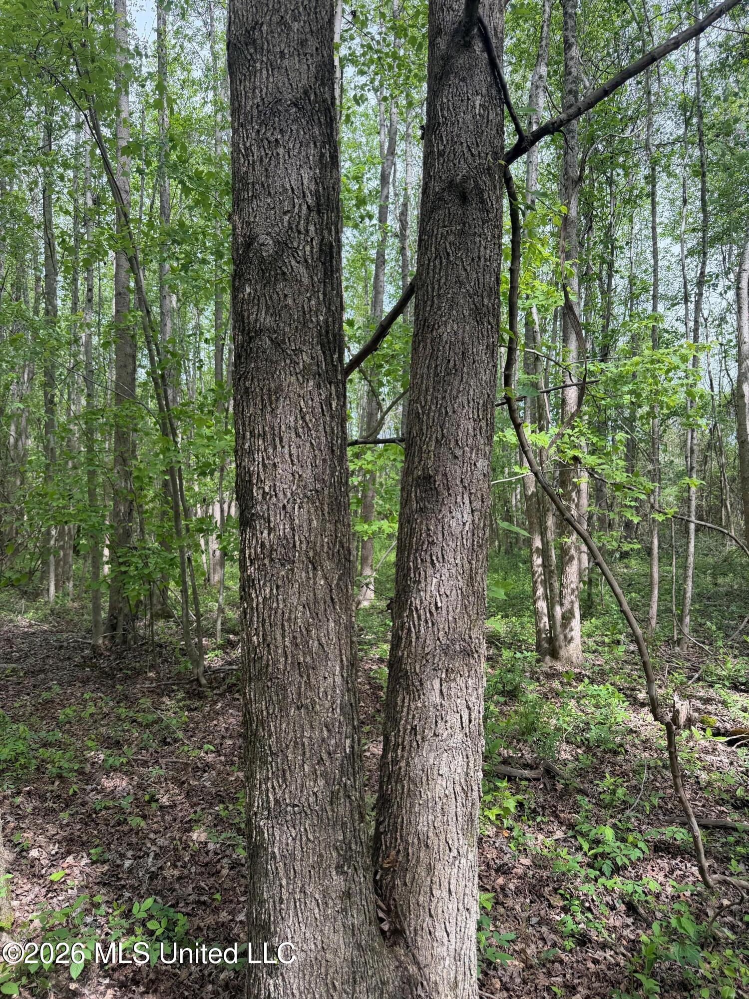 Old Jackson Road De Kalb, MS 39328 - Photo 3 of 17 3 (7)