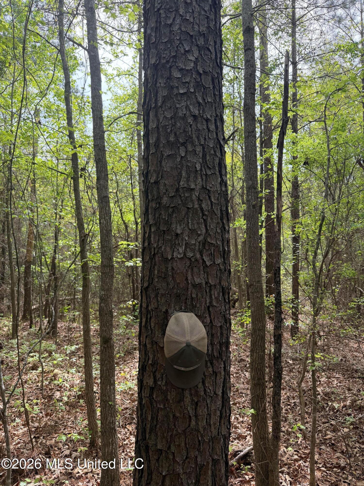 Old Jackson Road De Kalb, MS 39328 - Photo 4 of 17 4 (6)