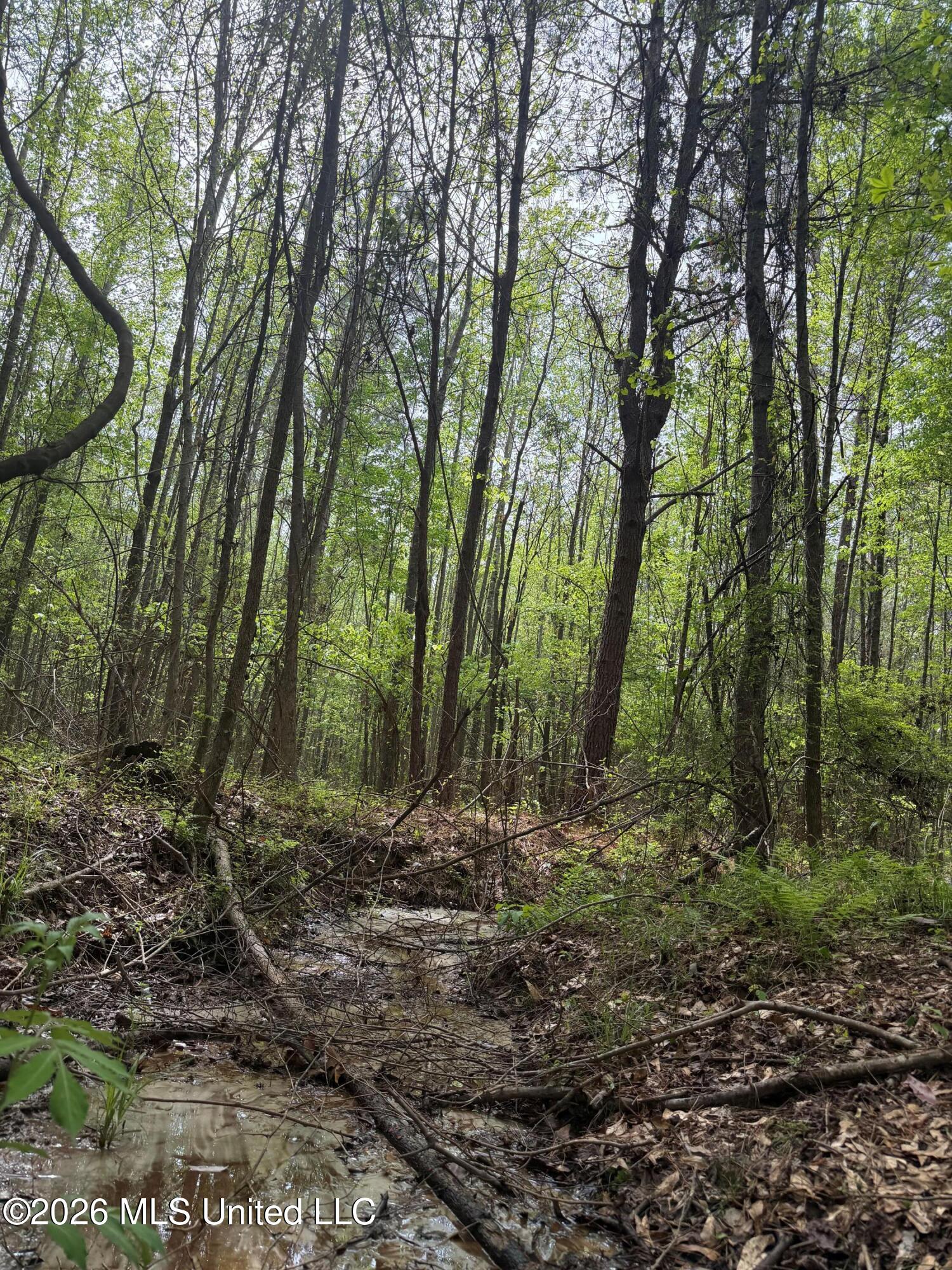 Old Jackson Road De Kalb, MS 39328 - Photo 6 of 17 6 (5)