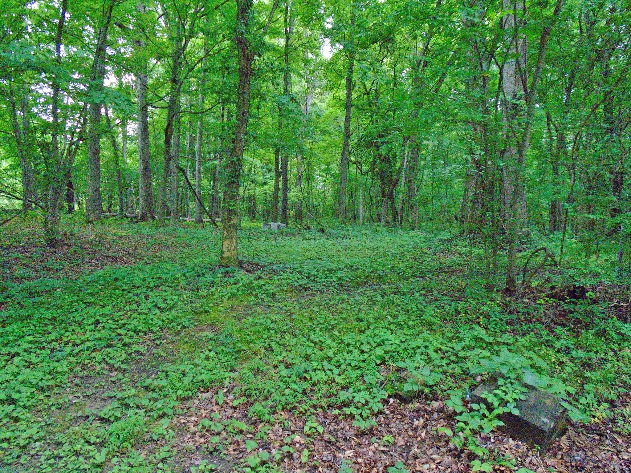 3631 Sandy Springs Road Pleasant View, TN 37146 - Photo 8 of 8 a view of a lush green forest