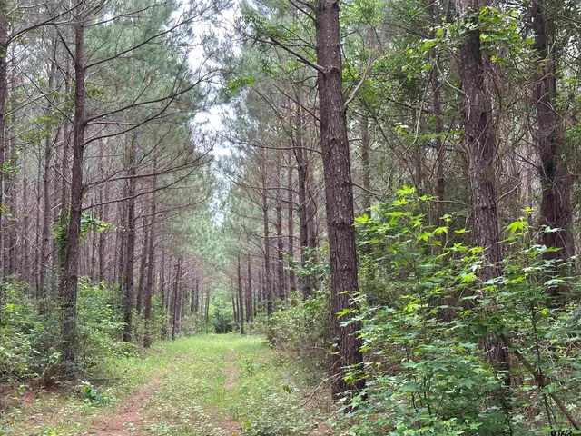 a view of a forest with a tree