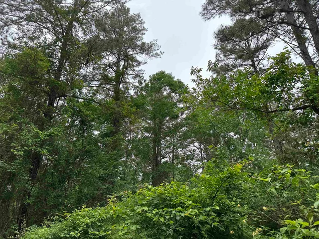 a view of a lush green forest